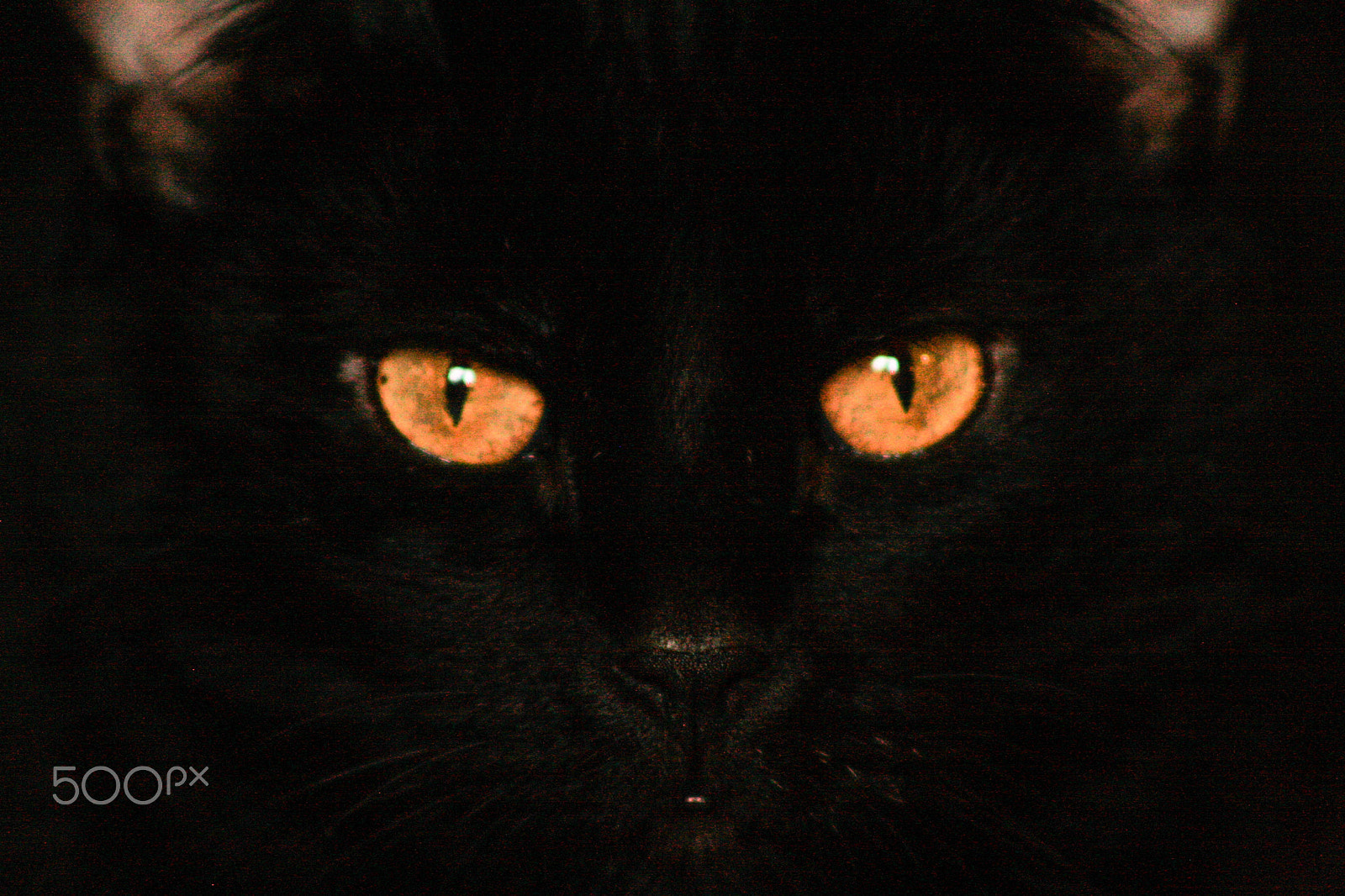 Canon EOS 40D + EF75-300mm f/4-5.6 sample photo. Cats eyes photography