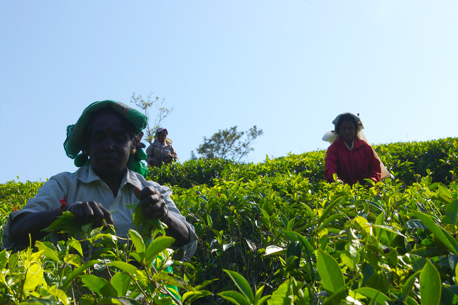 Pentax *ist DL2 sample photo. Tea pickers photography