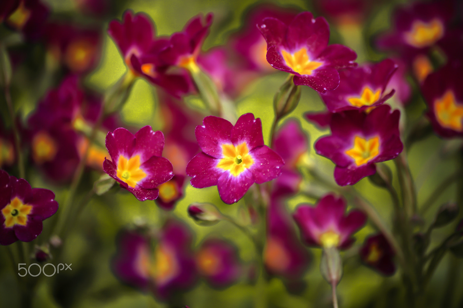 Sigma 70-300mm F4-5.6 APO DG Macro sample photo. The baby primrose 2016 photography