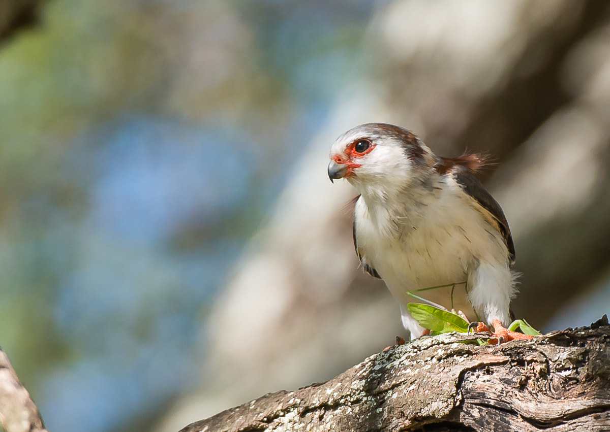Nikon AF-S Nikkor 200-400mm F4G ED-IF VR sample photo. Pygmy falcon photography