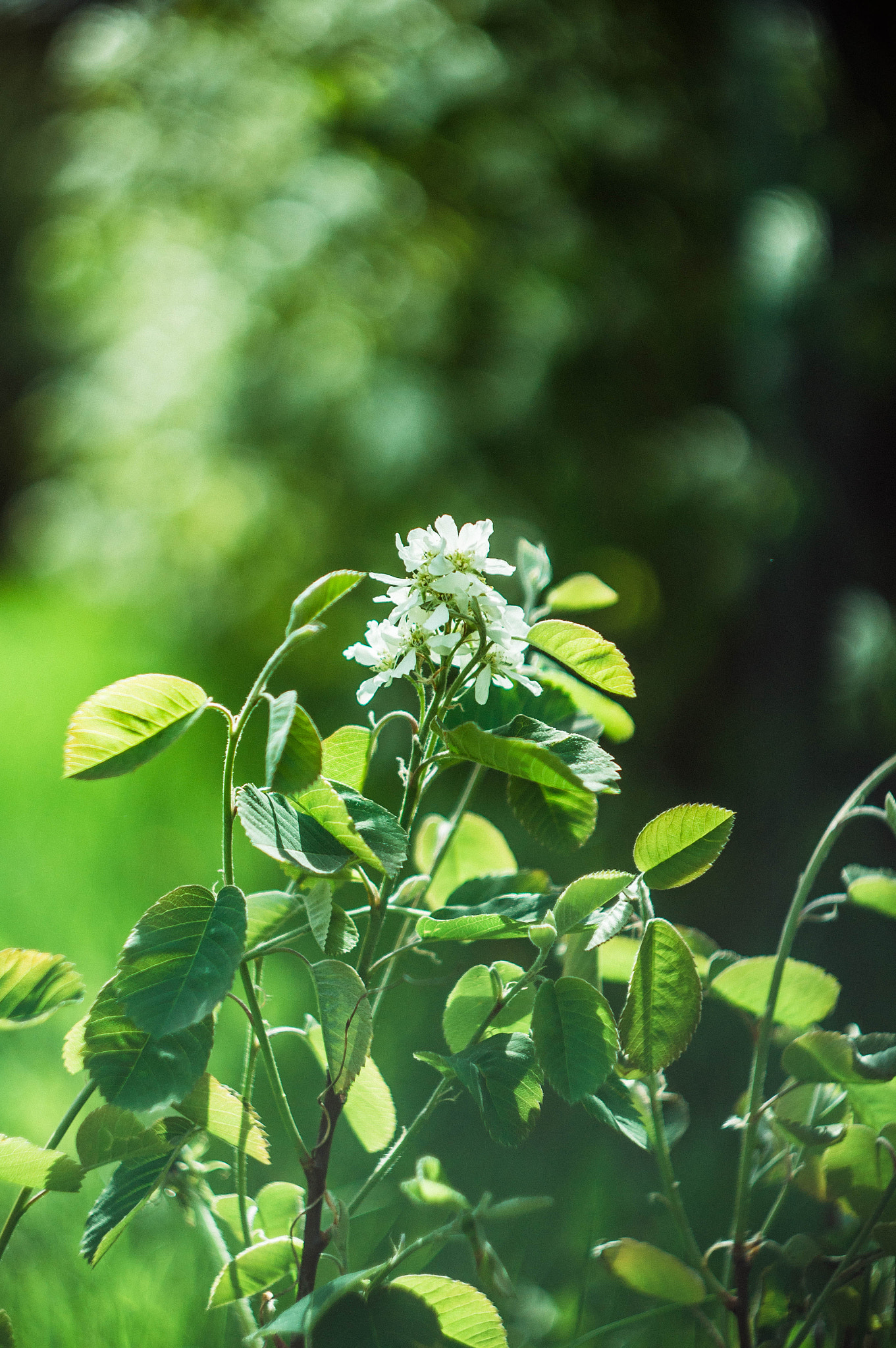 Sony SLT-A37 sample photo. Green photography