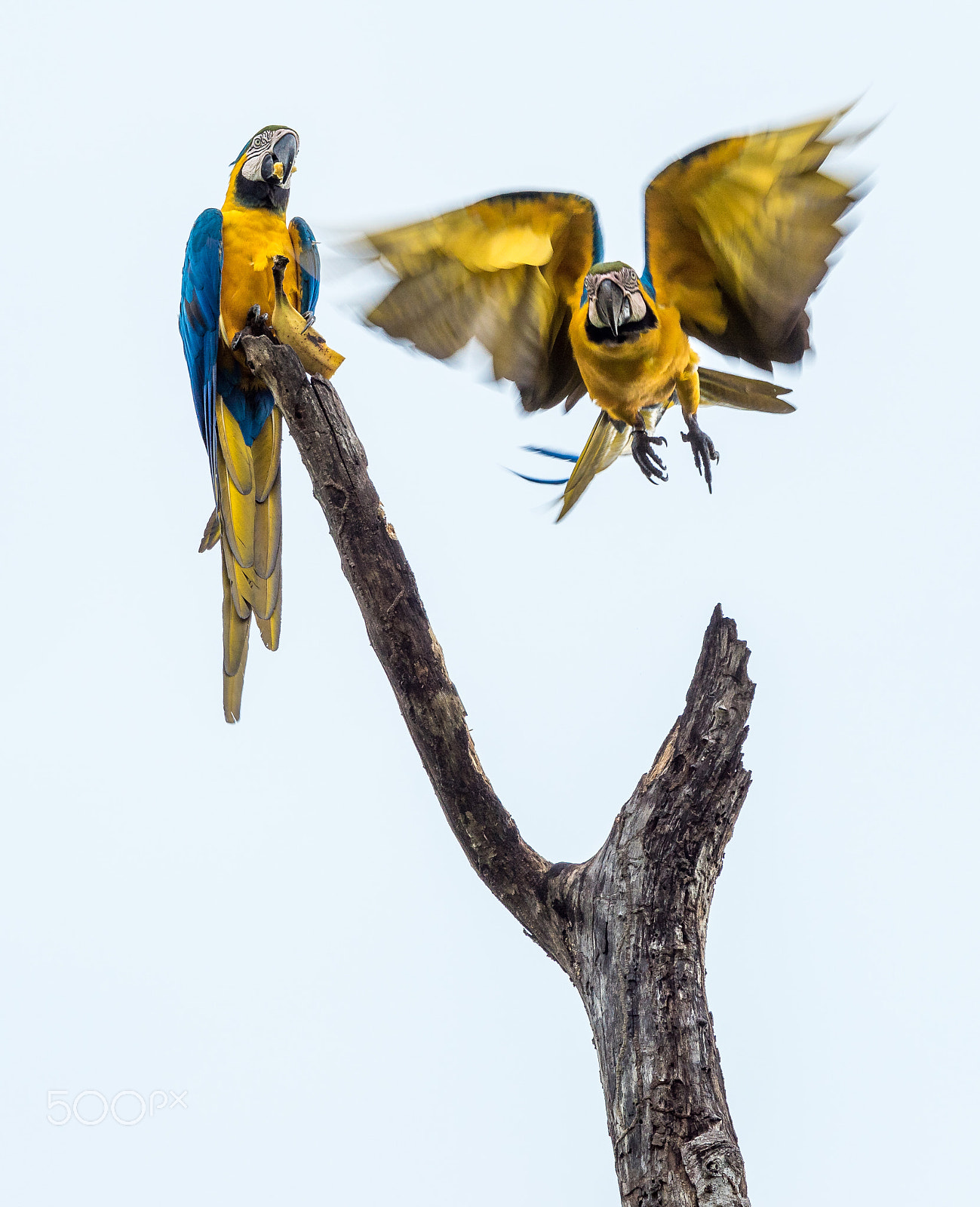 Sony ILCA-77M2 + Sony 70-400mm F4-5.6 G SSM sample photo. Ara ararauna photography