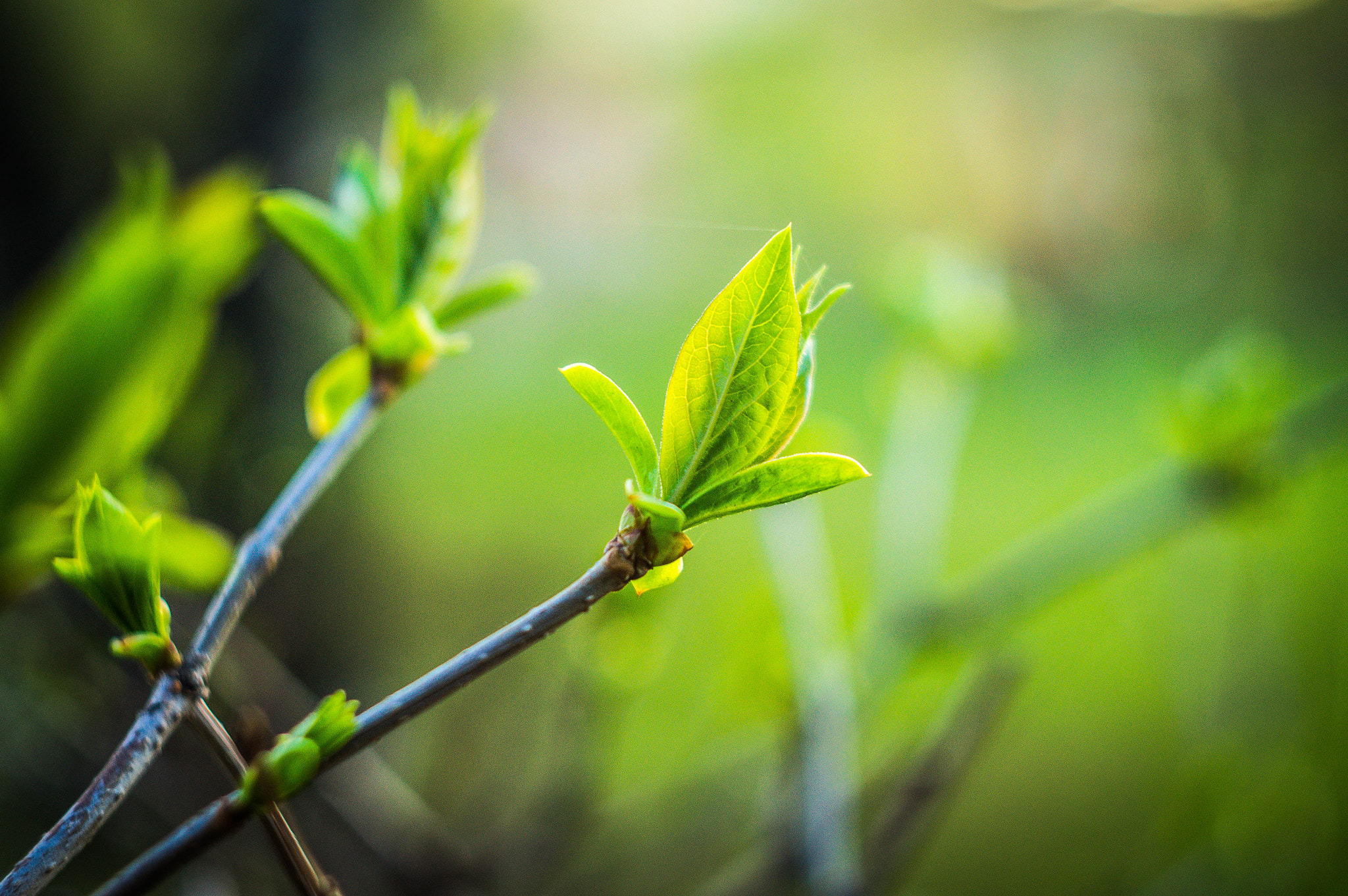 Sony SLT-A37 + Minolta AF 50mm F1.7 sample photo. Green photography