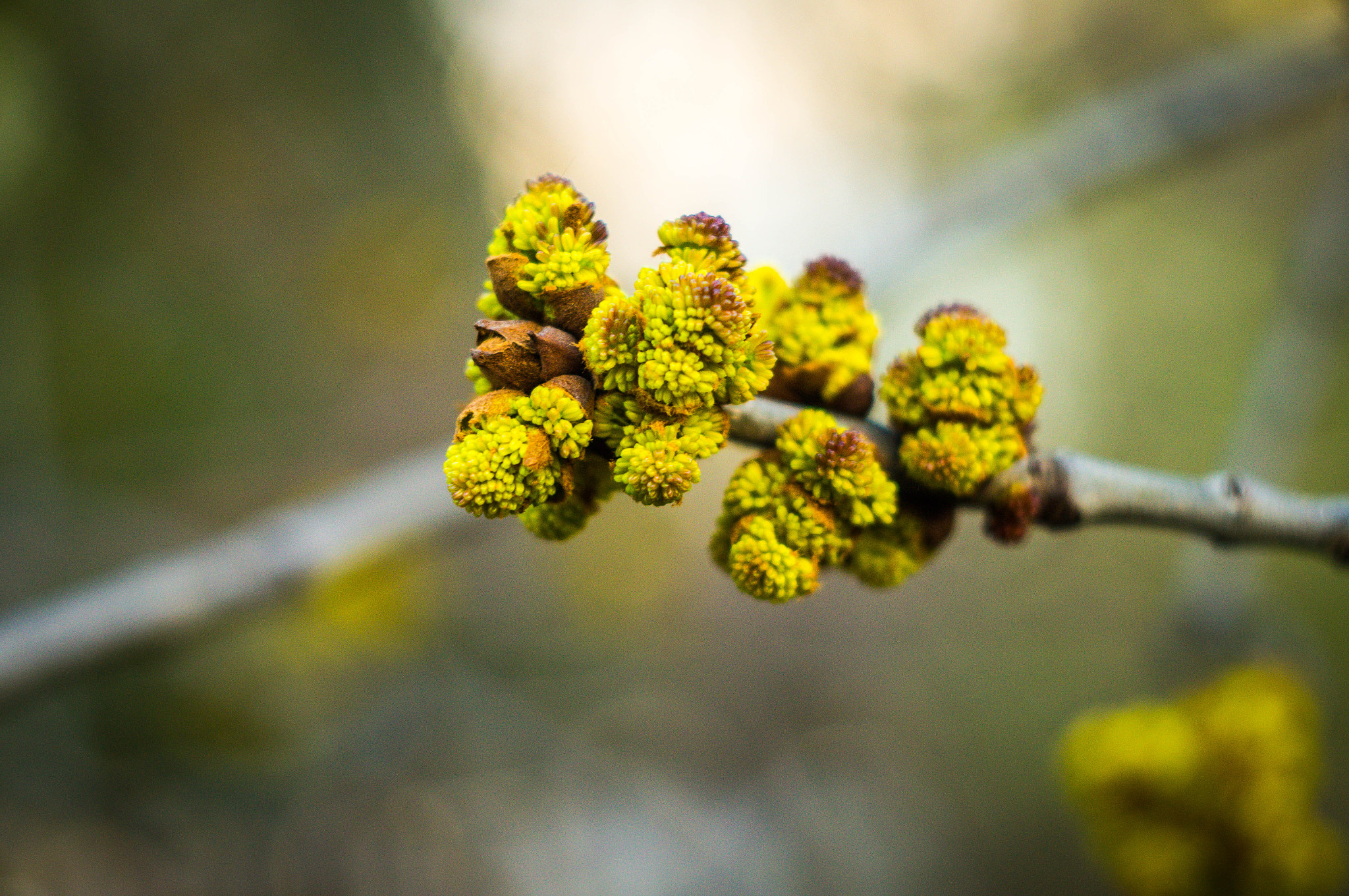 Sony SLT-A37 + Minolta AF 50mm F1.7 sample photo. Green photography