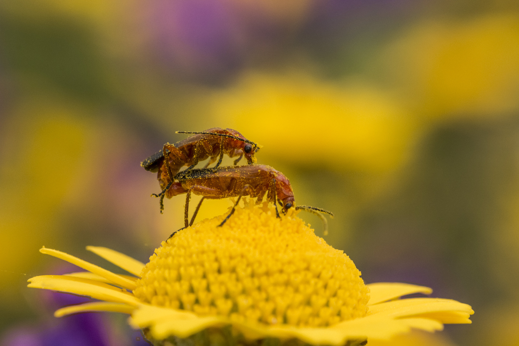 Sigma 105mm F2.8 EX DG OS HSM sample photo. Privacy photography