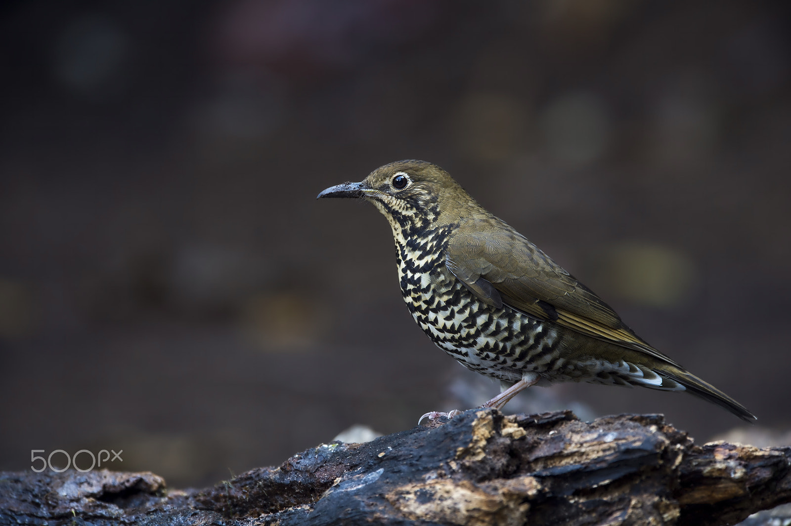 Nikon AF-S Nikkor 600mm F4E FL ED VR sample photo. Himalayan forest thrush photography
