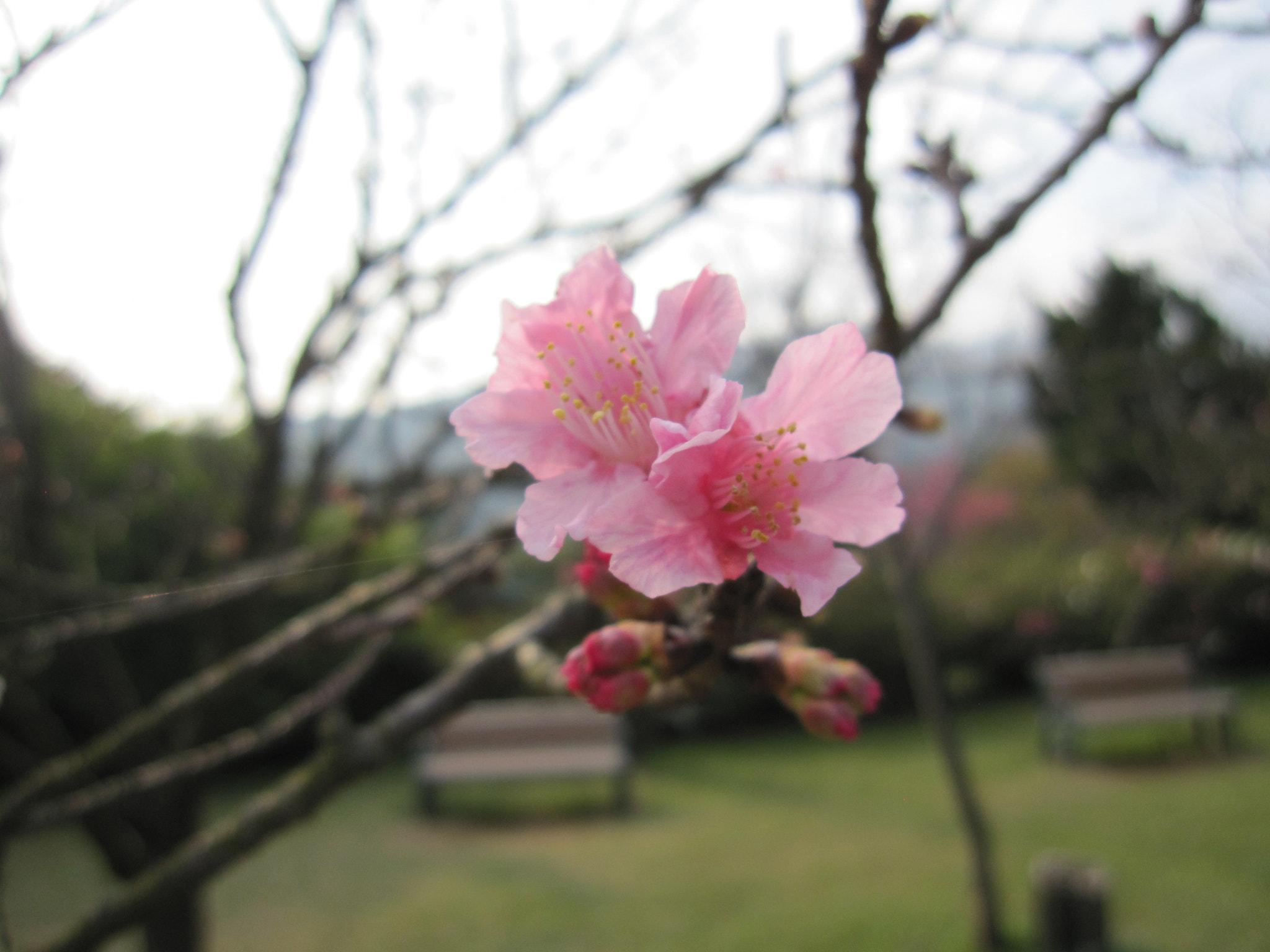 Canon PowerShot SD960 IS (Digital IXUS 110 IS / IXY Digital 510 IS) sample photo. Yangmingshan national park photography