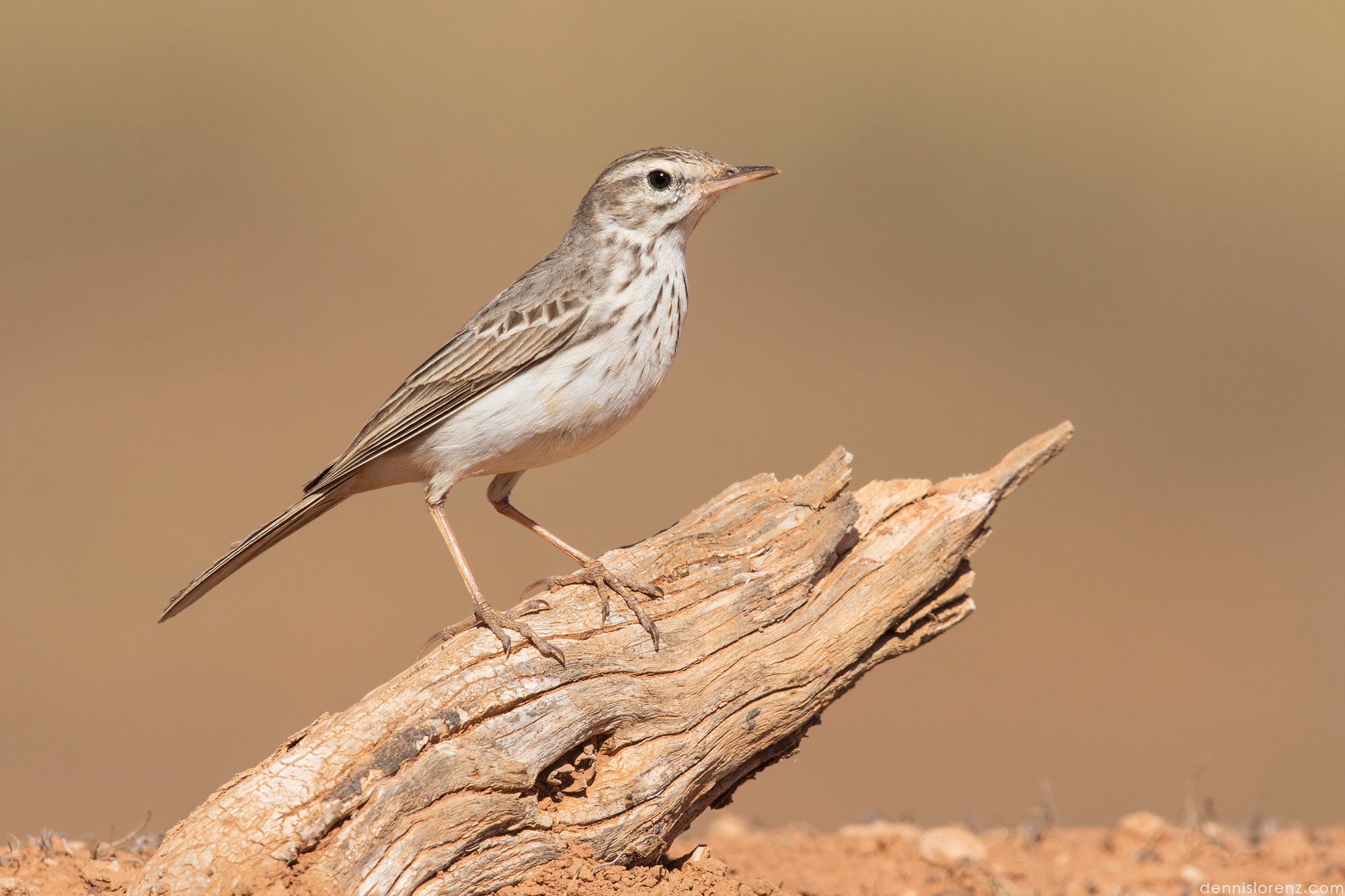 Canon EF 600mm F4L IS II USM sample photo. Berthelot's pipit | kanarenpieper photography