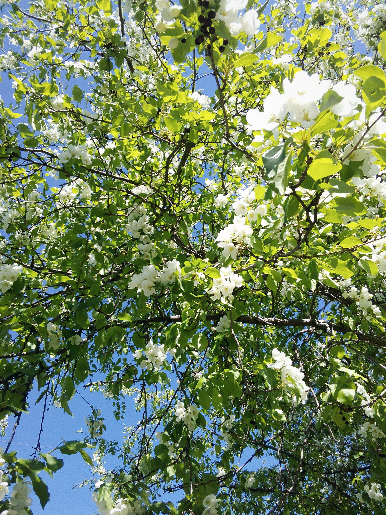 HUAWEI Y541-U02 sample photo. Apple trees in bloom. photography