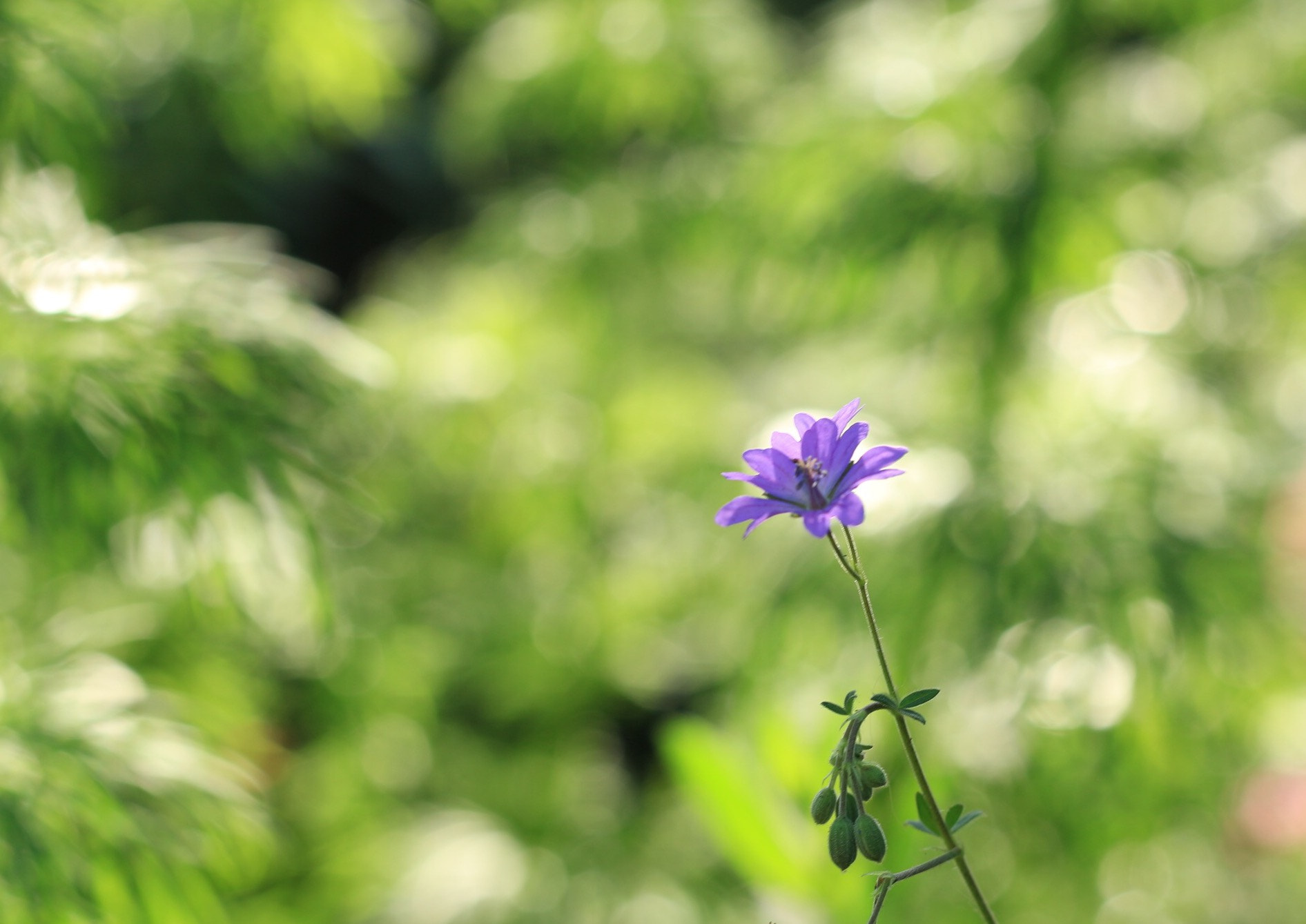 Canon EOS M + Canon EF 50mm F1.8 STM sample photo