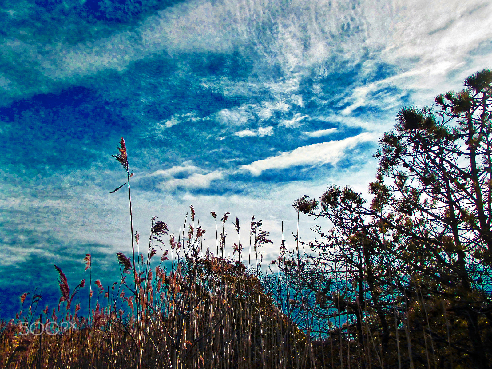 Canon PowerShot ELPH 115 IS (IXUS 132 / IXY 90F) sample photo. Before sunset in the reeds and bushes photography