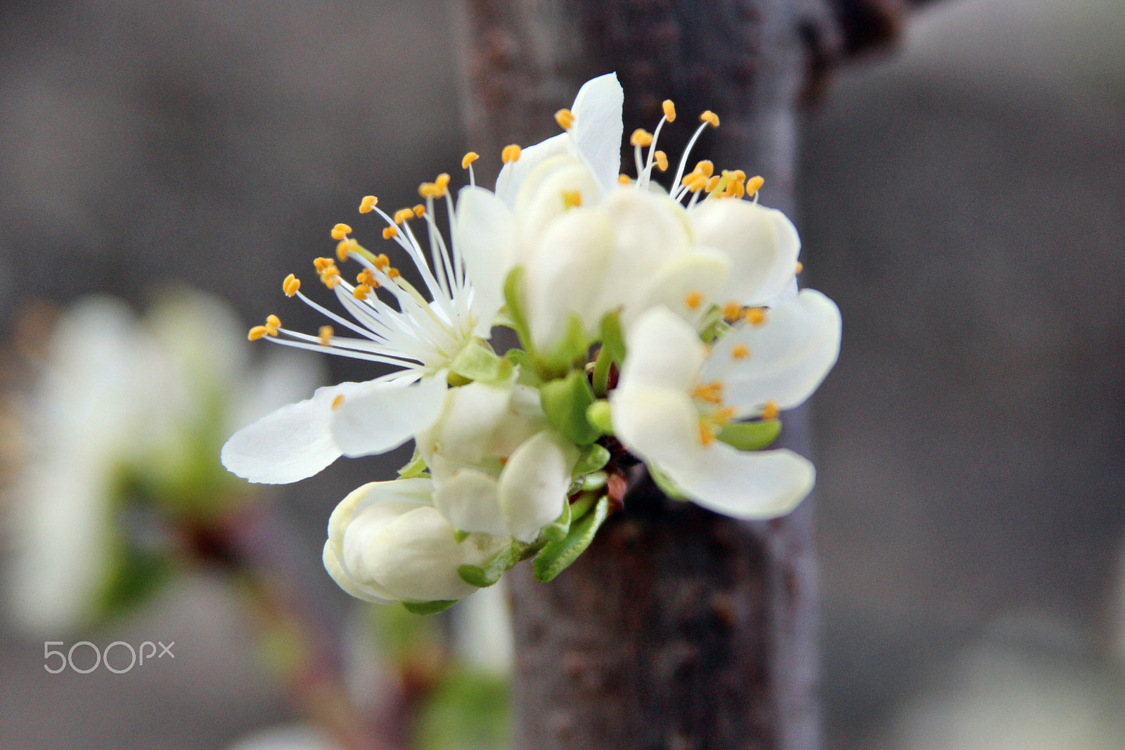 Canon EF 28-135mm F3.5-5.6 IS USM sample photo. Apricot-tree blossom photography