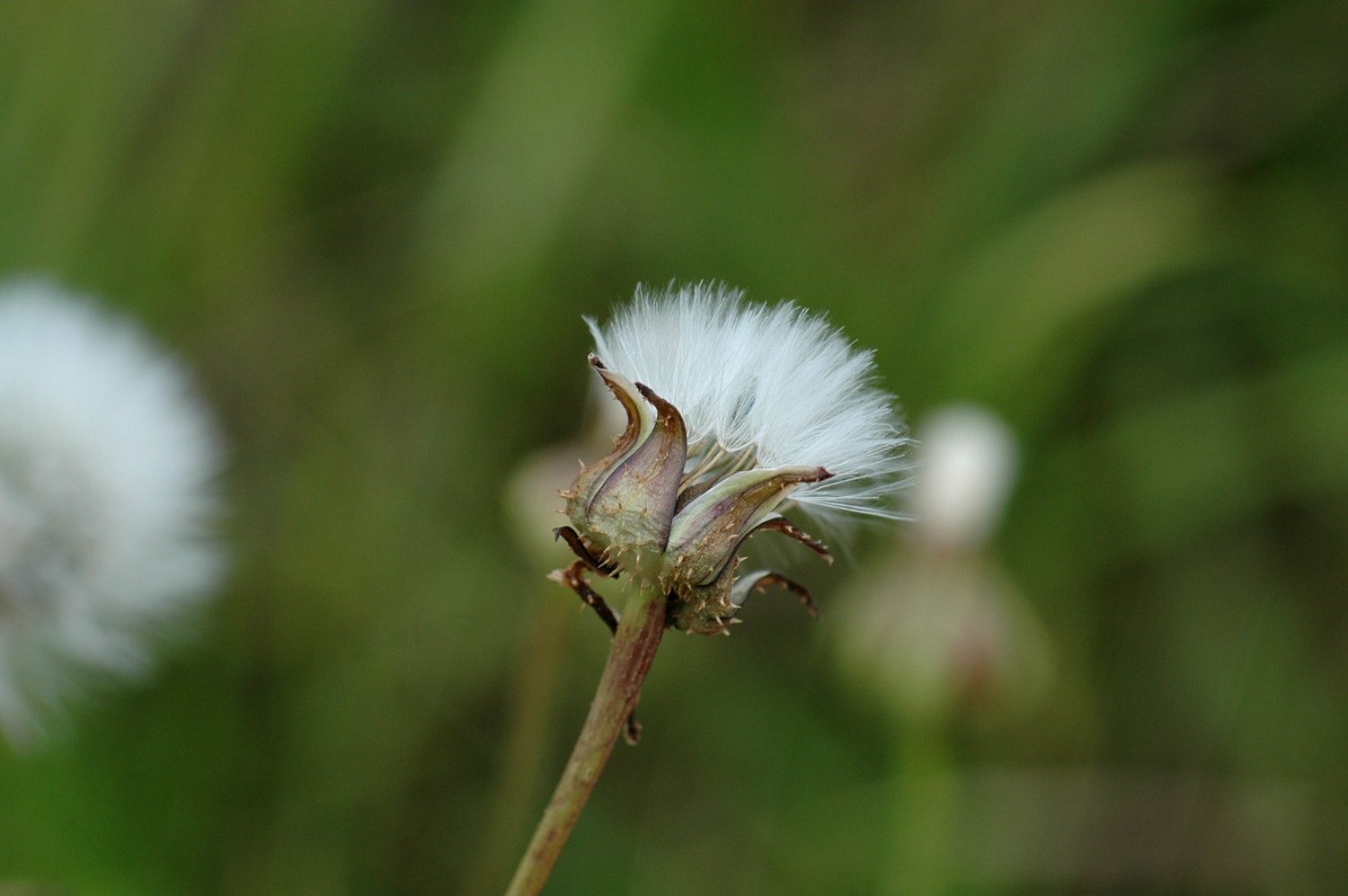 Nikon D70s + Sigma Macro 90mm F2.8 sample photo. A photography