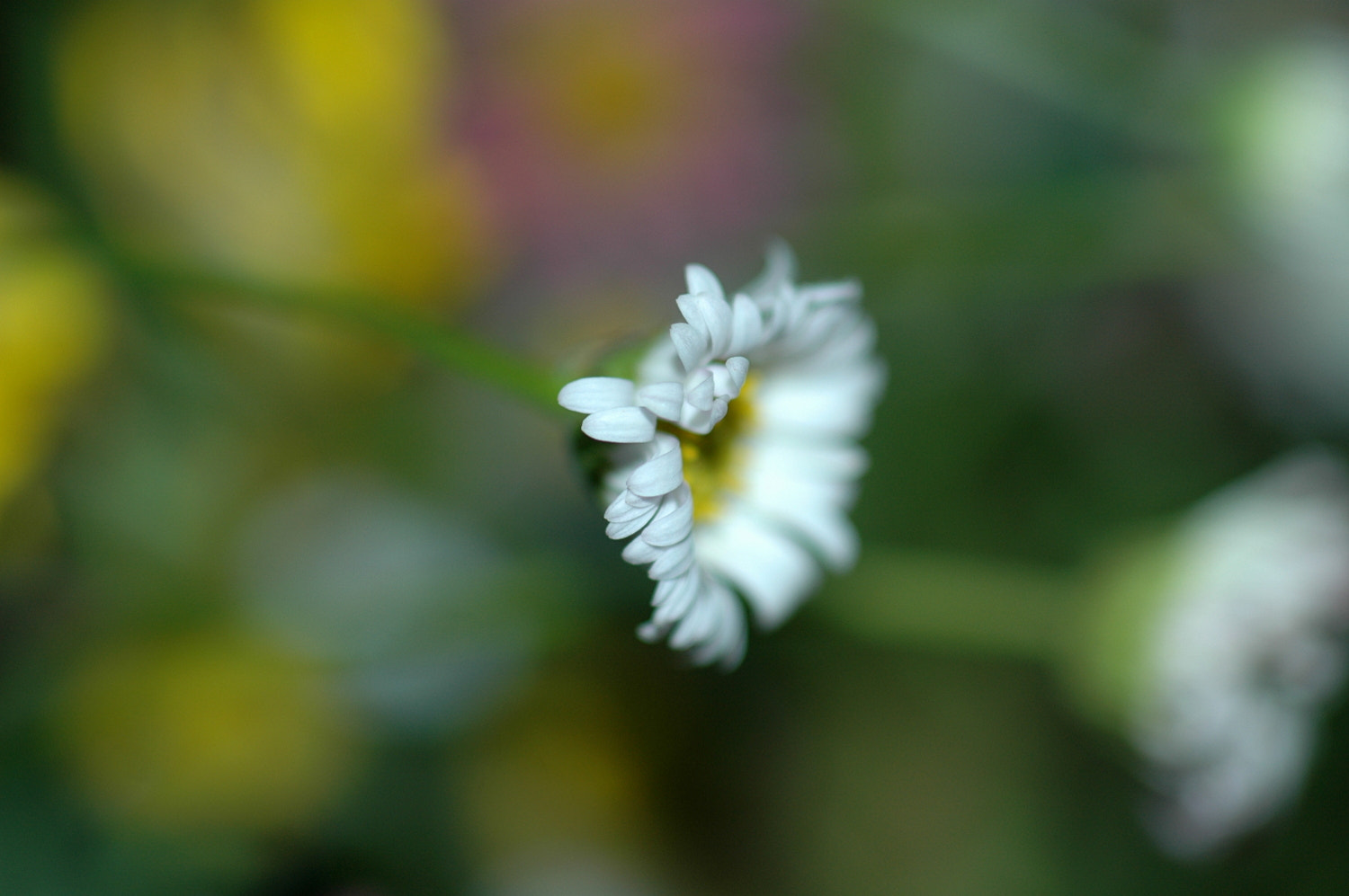 Nikon D70s + Sigma Macro 90mm F2.8 sample photo. A photography