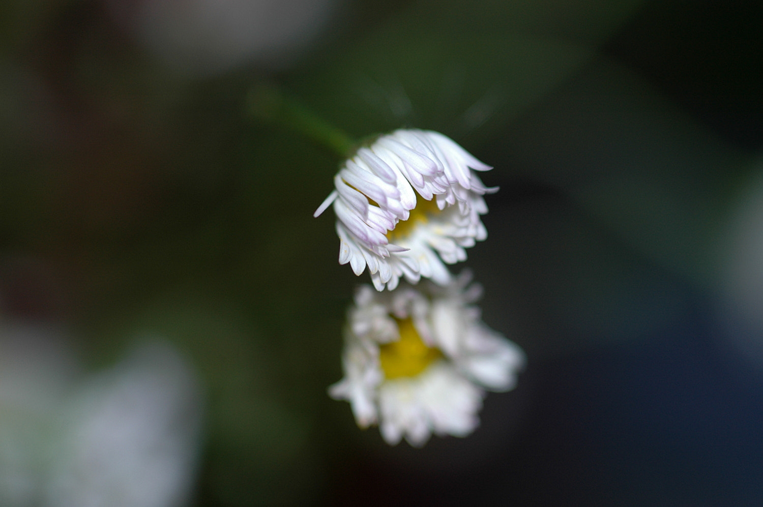 Nikon D70s + Sigma Macro 90mm F2.8 sample photo. A photography