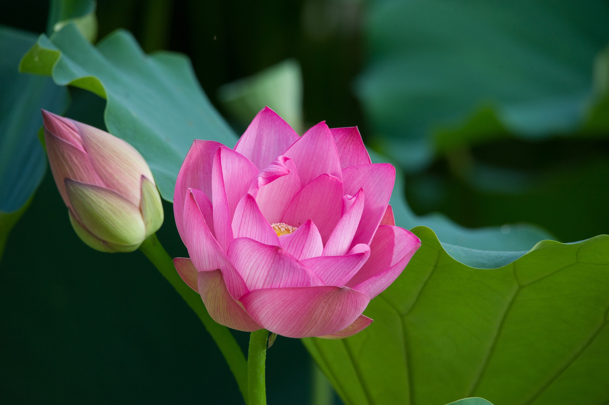 Sigma 150-500mm F5-6.3 DG OS HSM sample photo