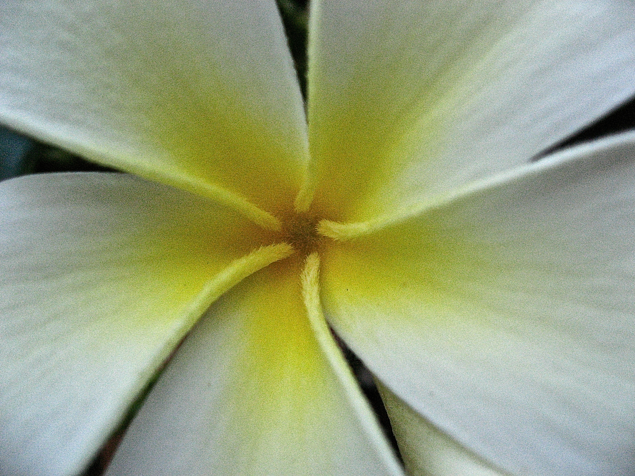 Canon POWERSHOT SD700 IS sample photo. Plumeria dreams photography