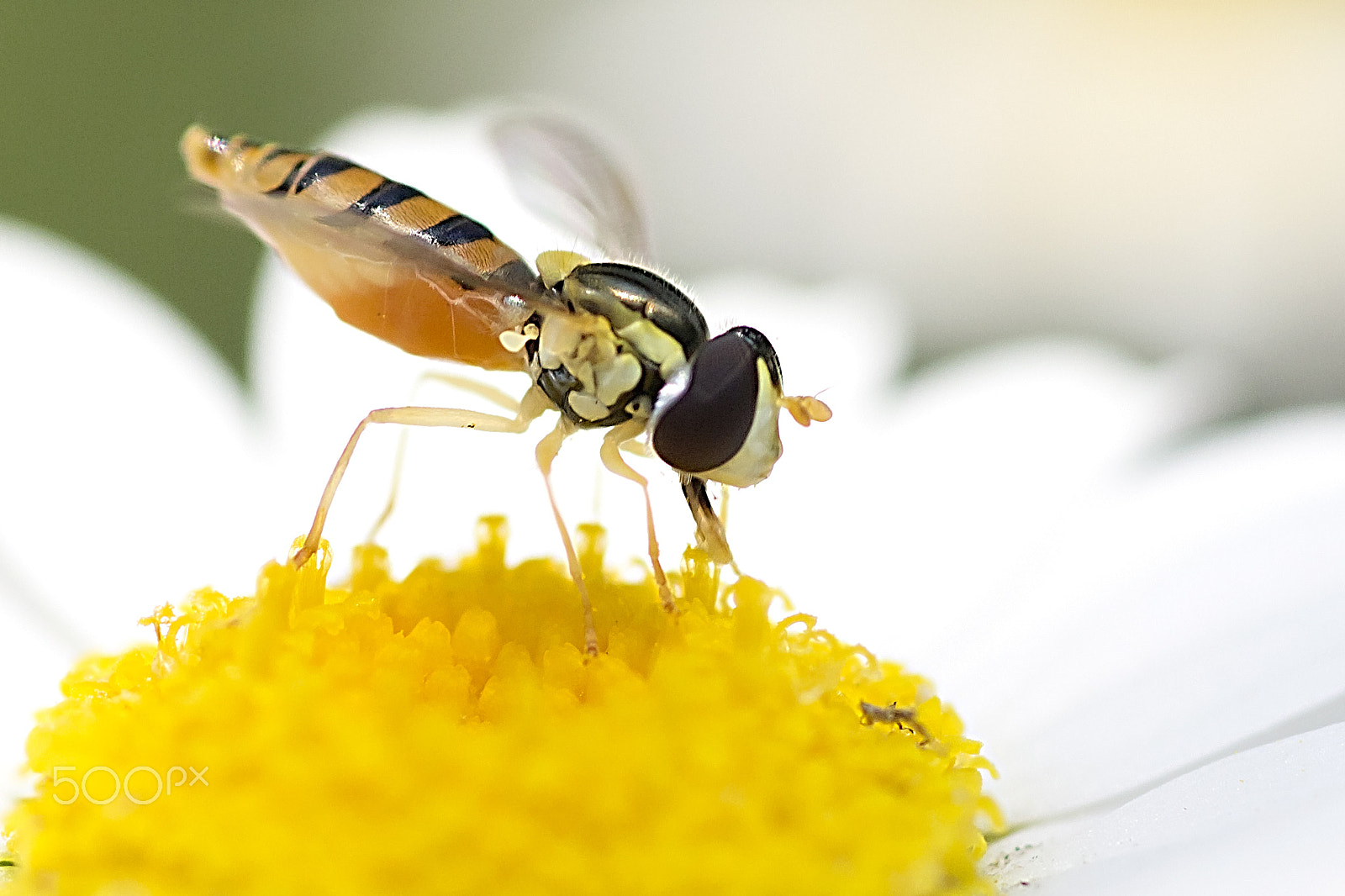 Tamron SP AF 90mm F2.8 Di Macro sample photo. Hoverfly photography