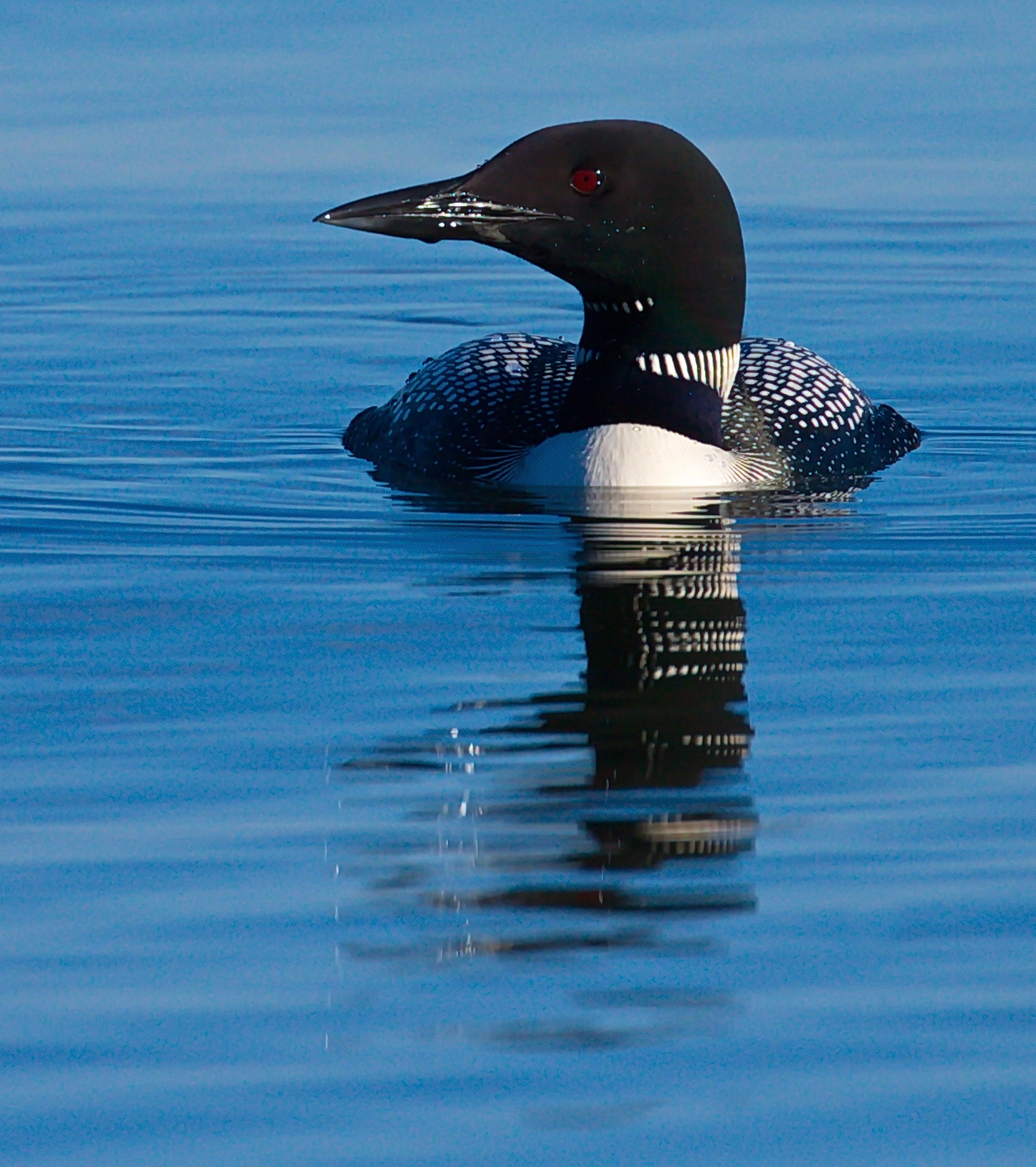 Canon EF 100-400mm F4.5-5.6L IS II USM sample photo. Loon #2 photography