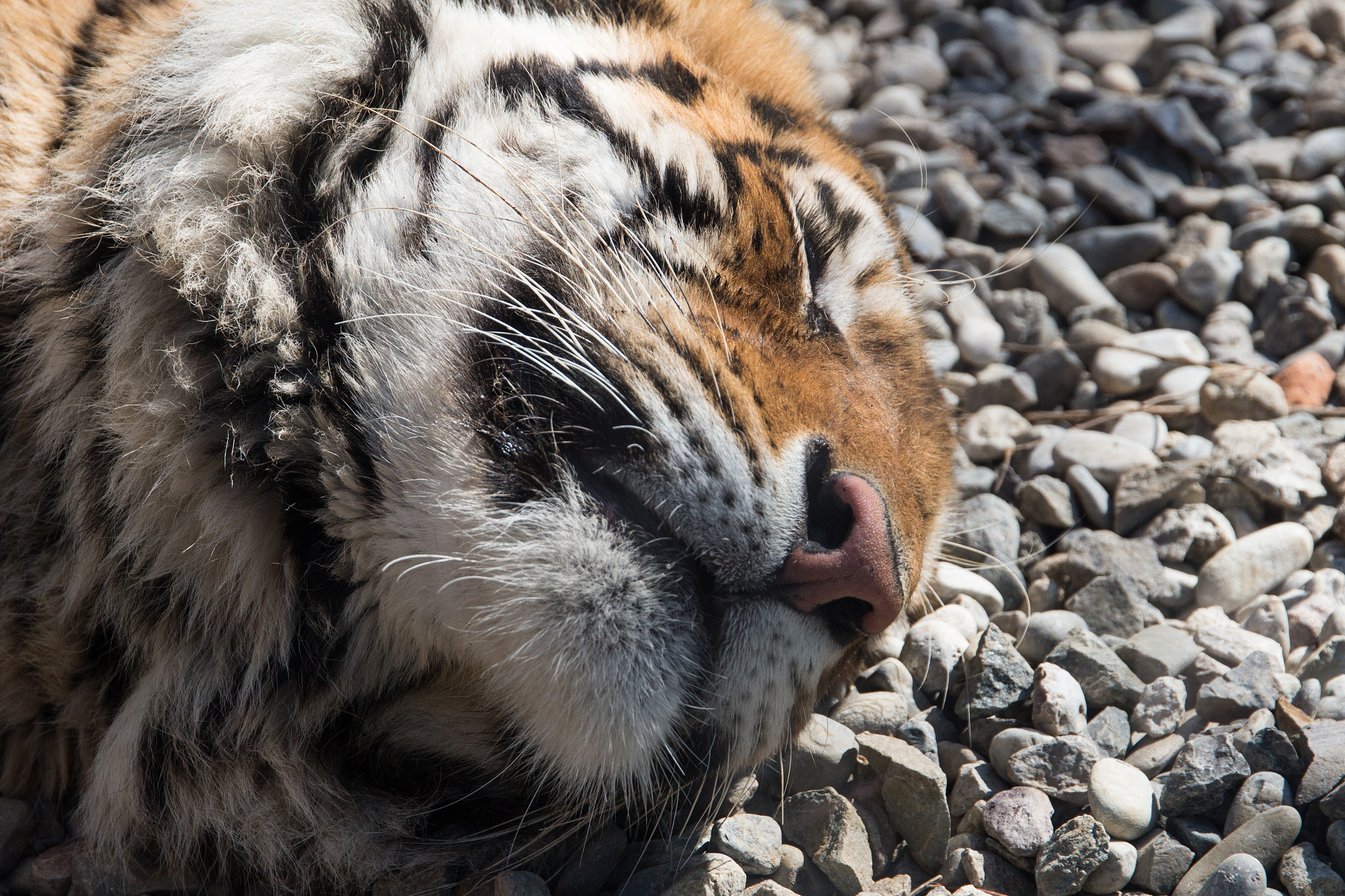 Sigma 24-105mm f/4 DG OS HSM | A sample photo. Tiger photography