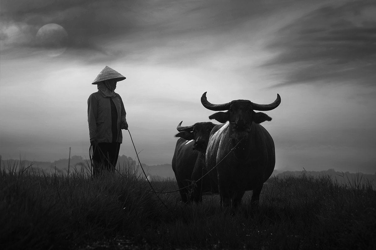 Sigma ZOOM-alpha 35-135mm F3.5-4.5 sample photo. Intriguing gaze of the buffalo photography