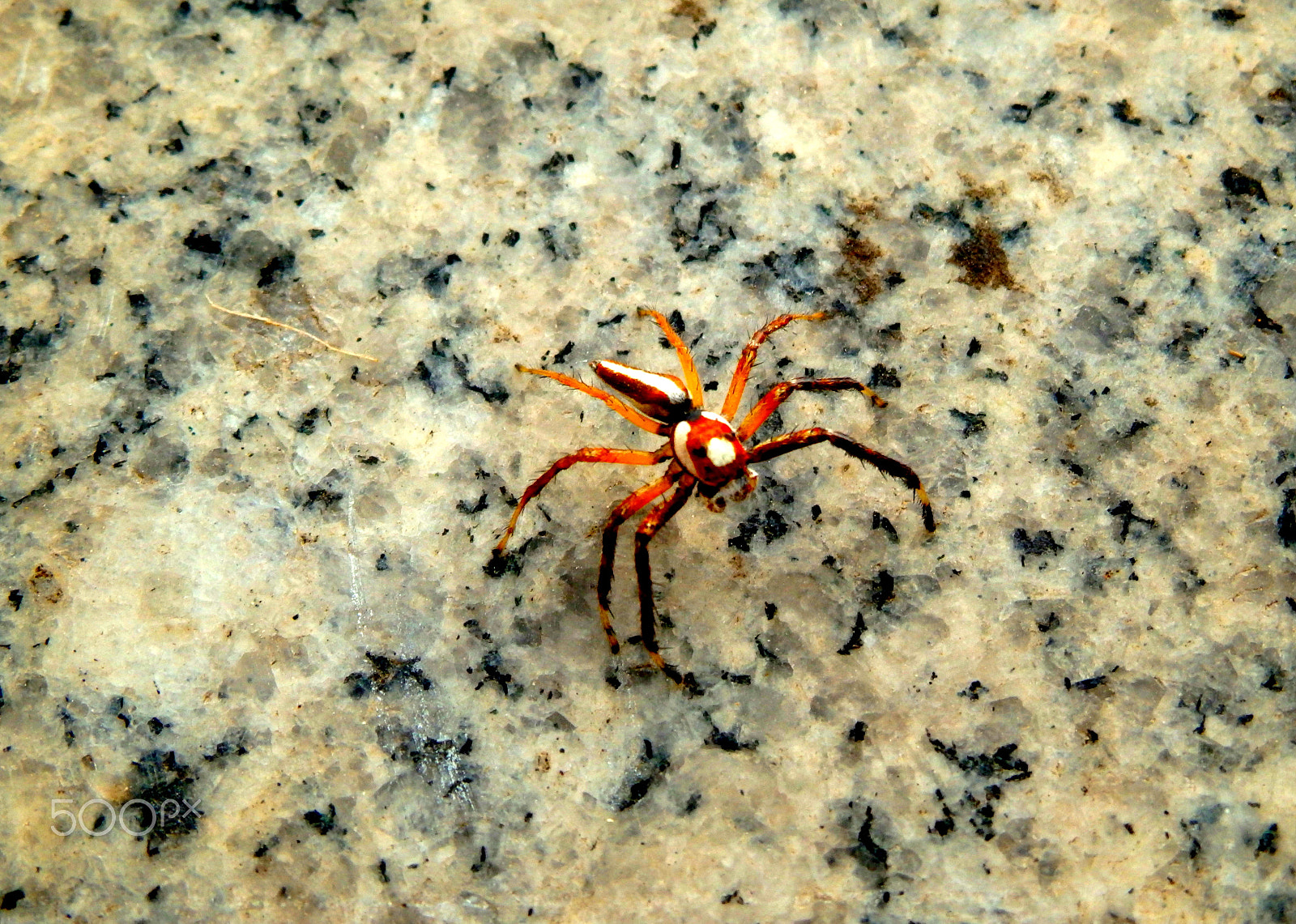 Olympus SZ-16,DZ-105 sample photo. Creepy crawly tiger photography