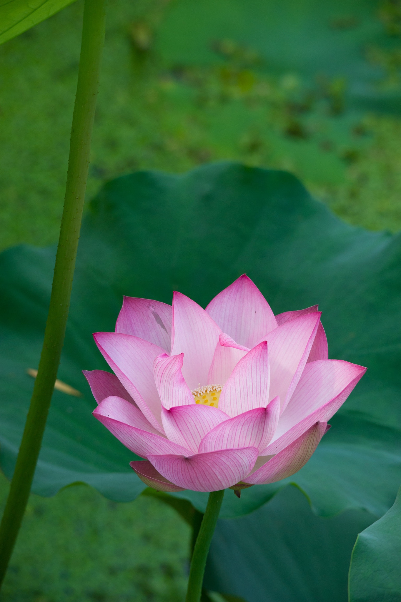 Sigma 150-500mm F5-6.3 DG OS HSM sample photo