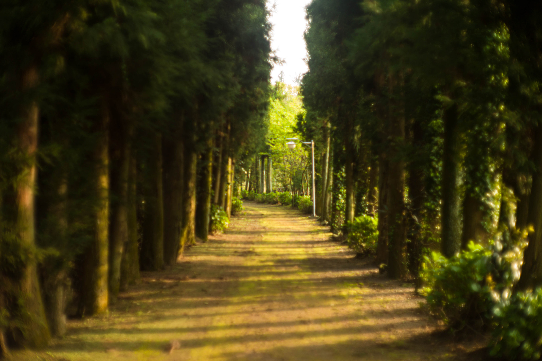 Noctilux-M 50mm f/1 sample photo. Dream of forest photography