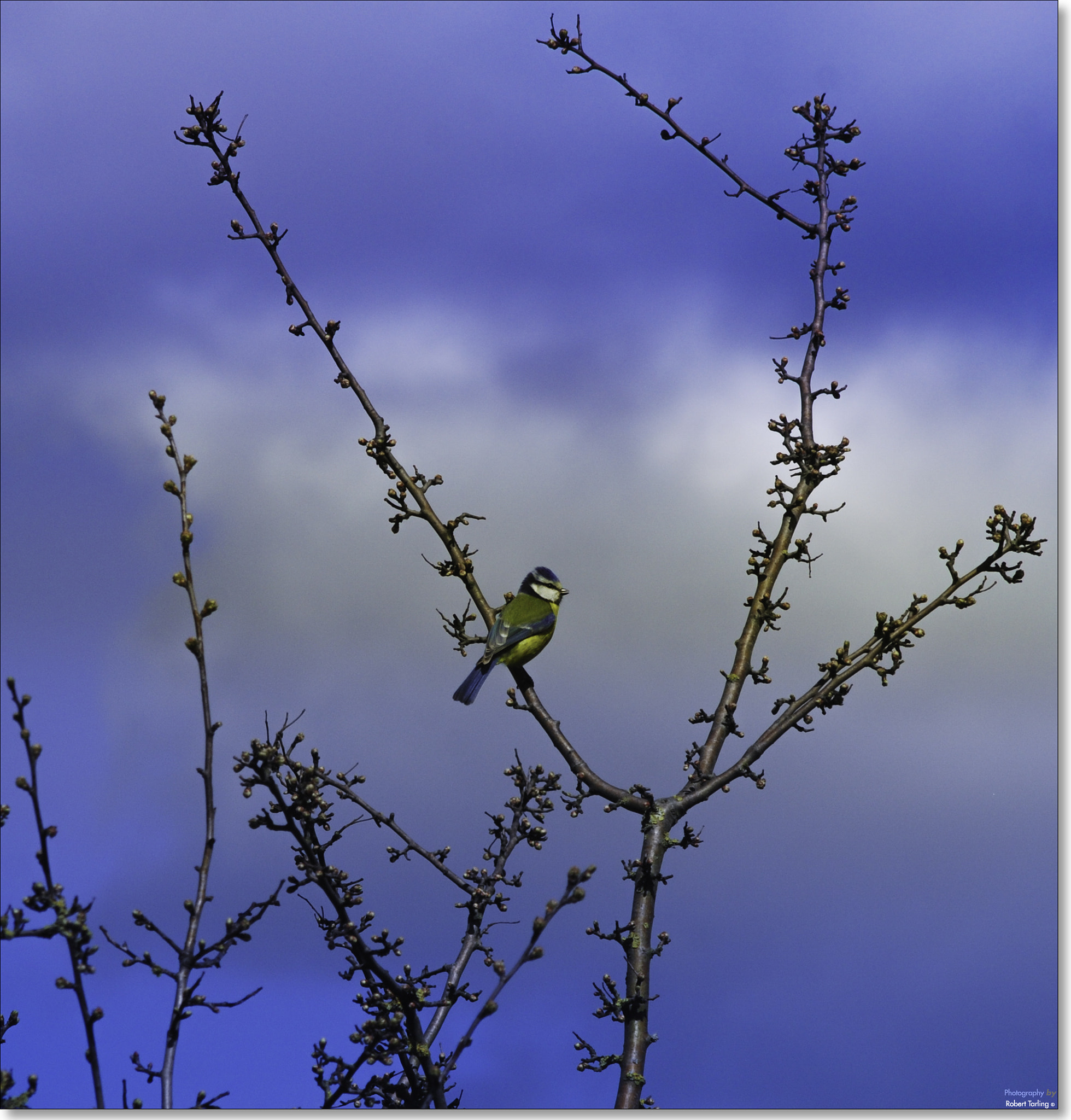 AF Zoom-Nikkor 35-135mm f/3.5-4.5 N sample photo. Blue tit. photography