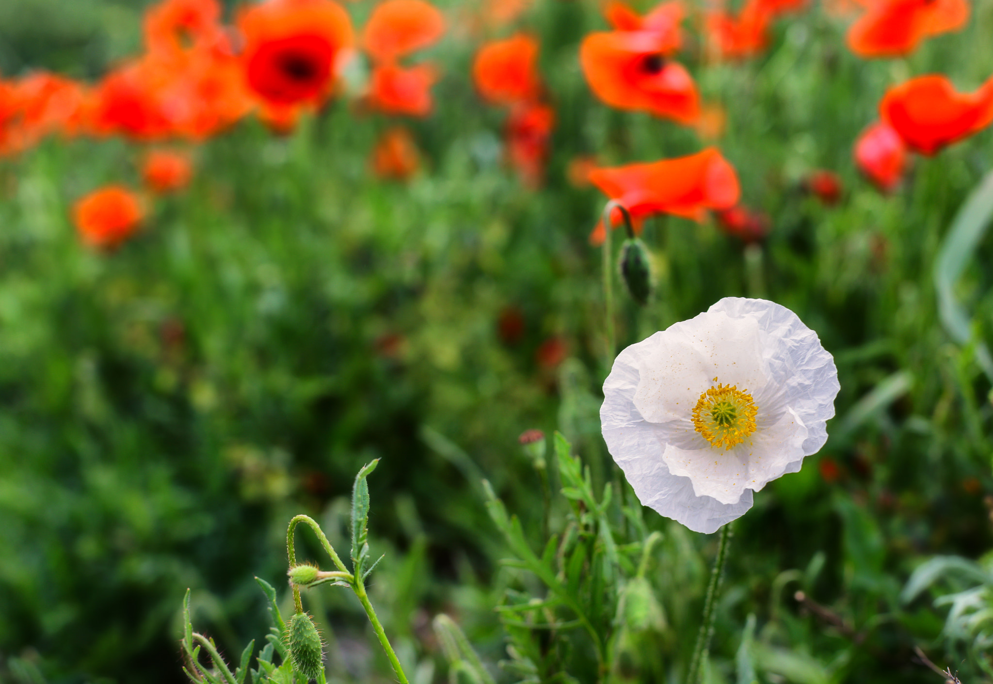 Canon EF 50mm F1.4 USM sample photo. White poppy photography