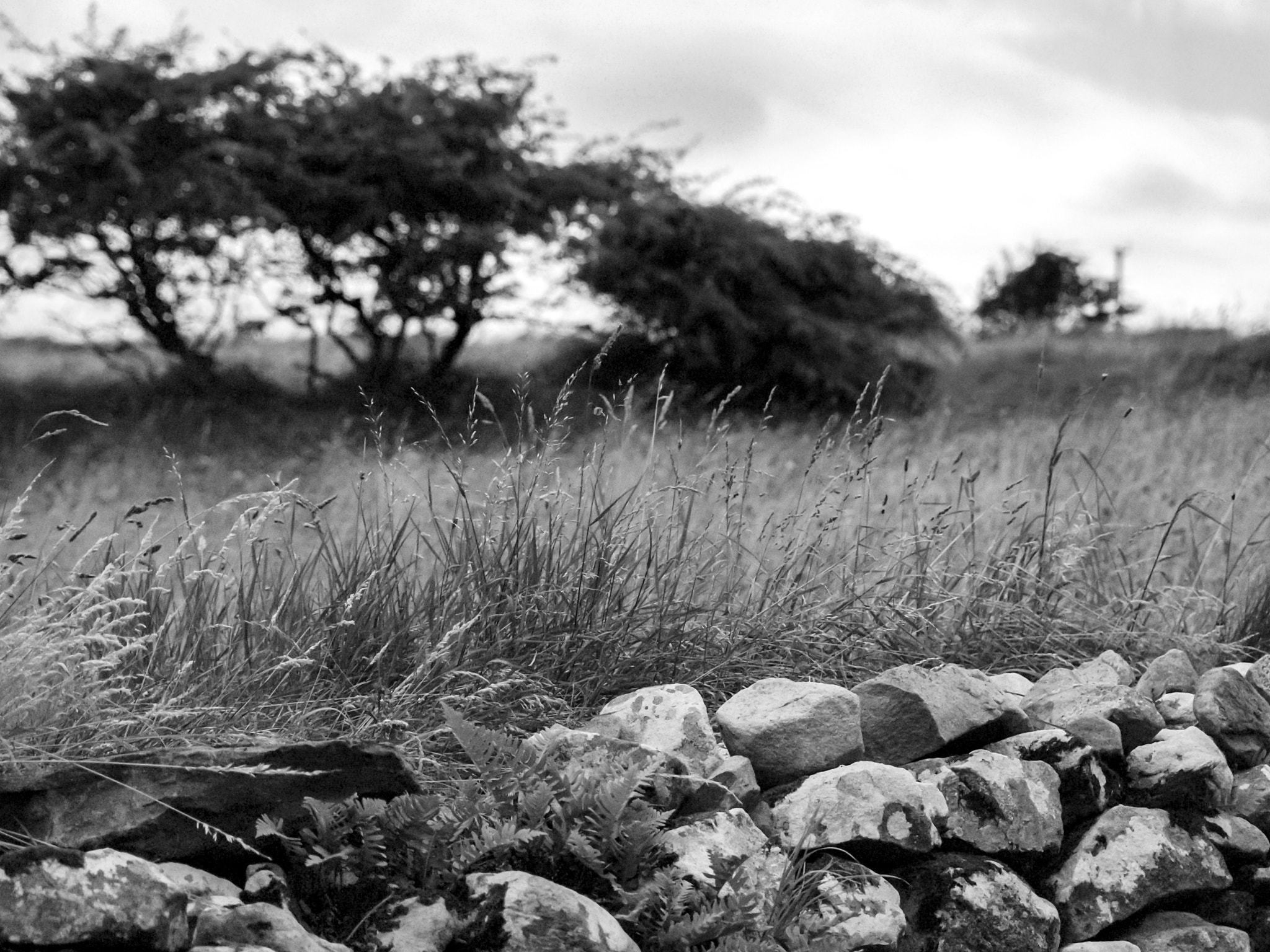 Olympus E-30 sample photo. Stones and trees photography