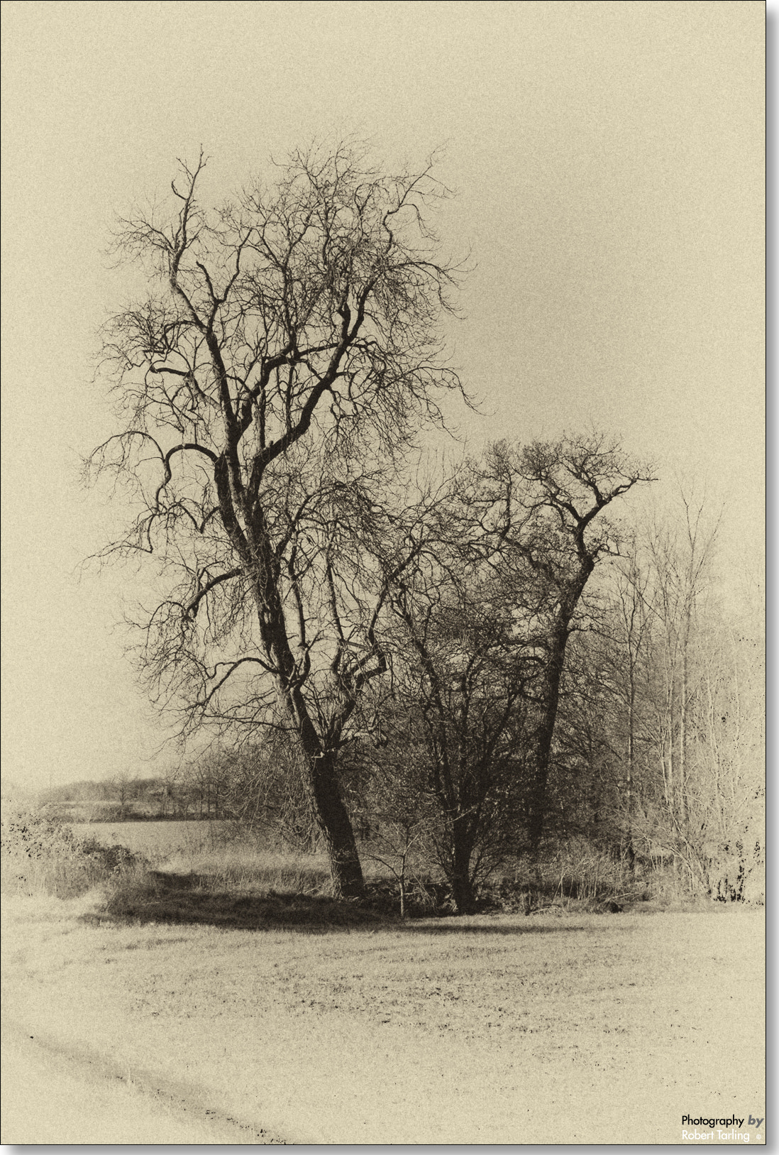 AF Zoom-Nikkor 35-135mm f/3.5-4.5 N sample photo. Old trees. photography