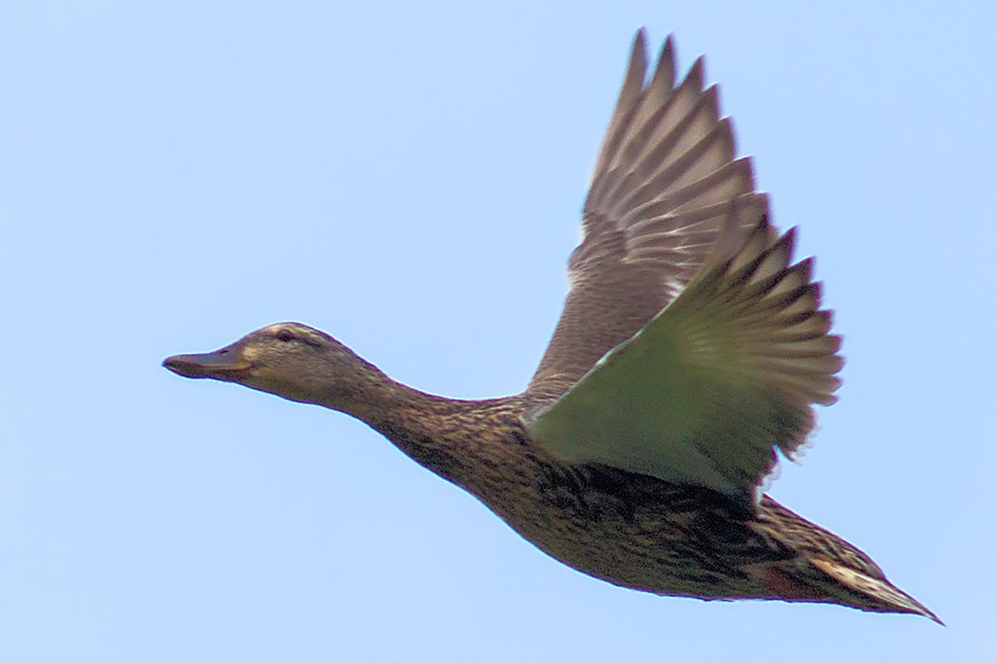 Canon EF 300mm F4L IS USM sample photo. Ente photography
