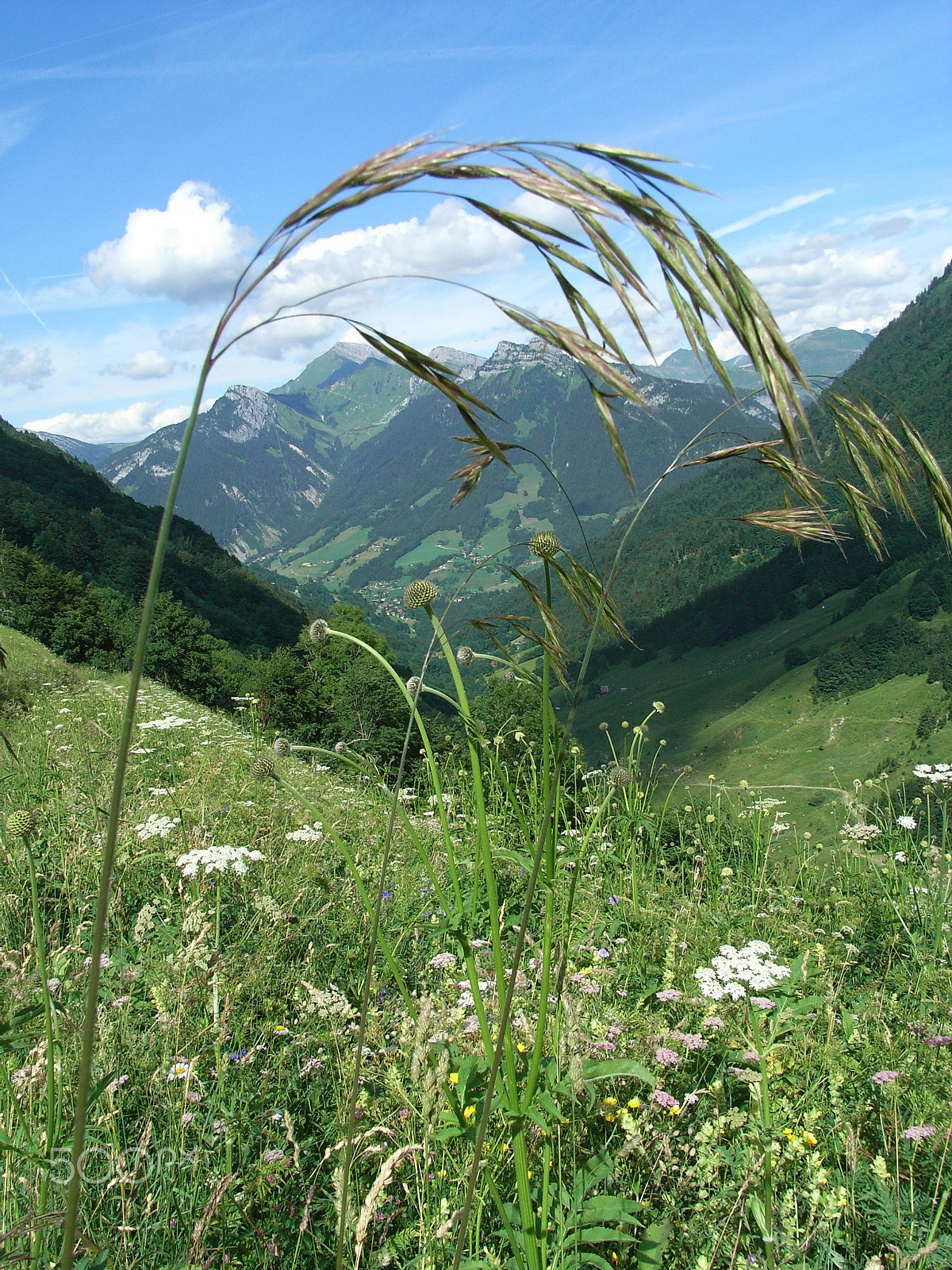 Ricoh Caplio R5 sample photo. Alpine sedge photography
