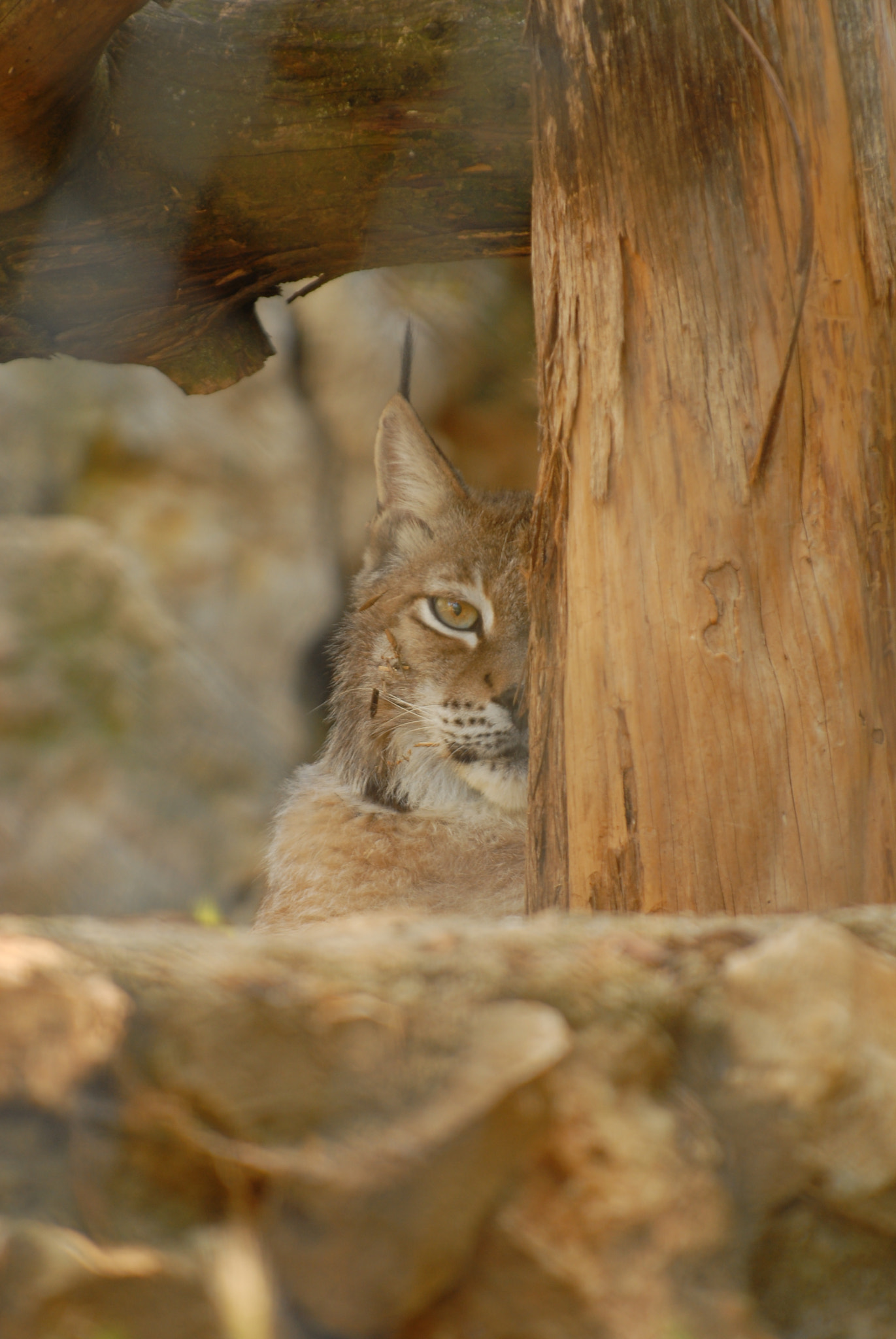 Nikon D200 sample photo. Lynx.jpg photography