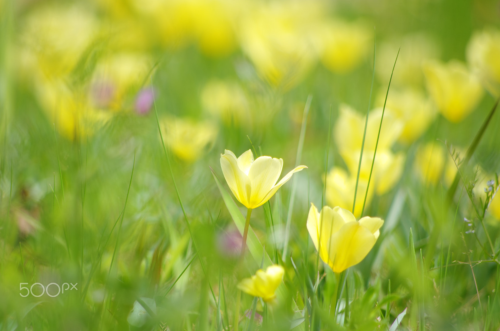 smc PENTAX-DA L 55-300mm F4-5.8 ED sample photo. Little yellow photography
