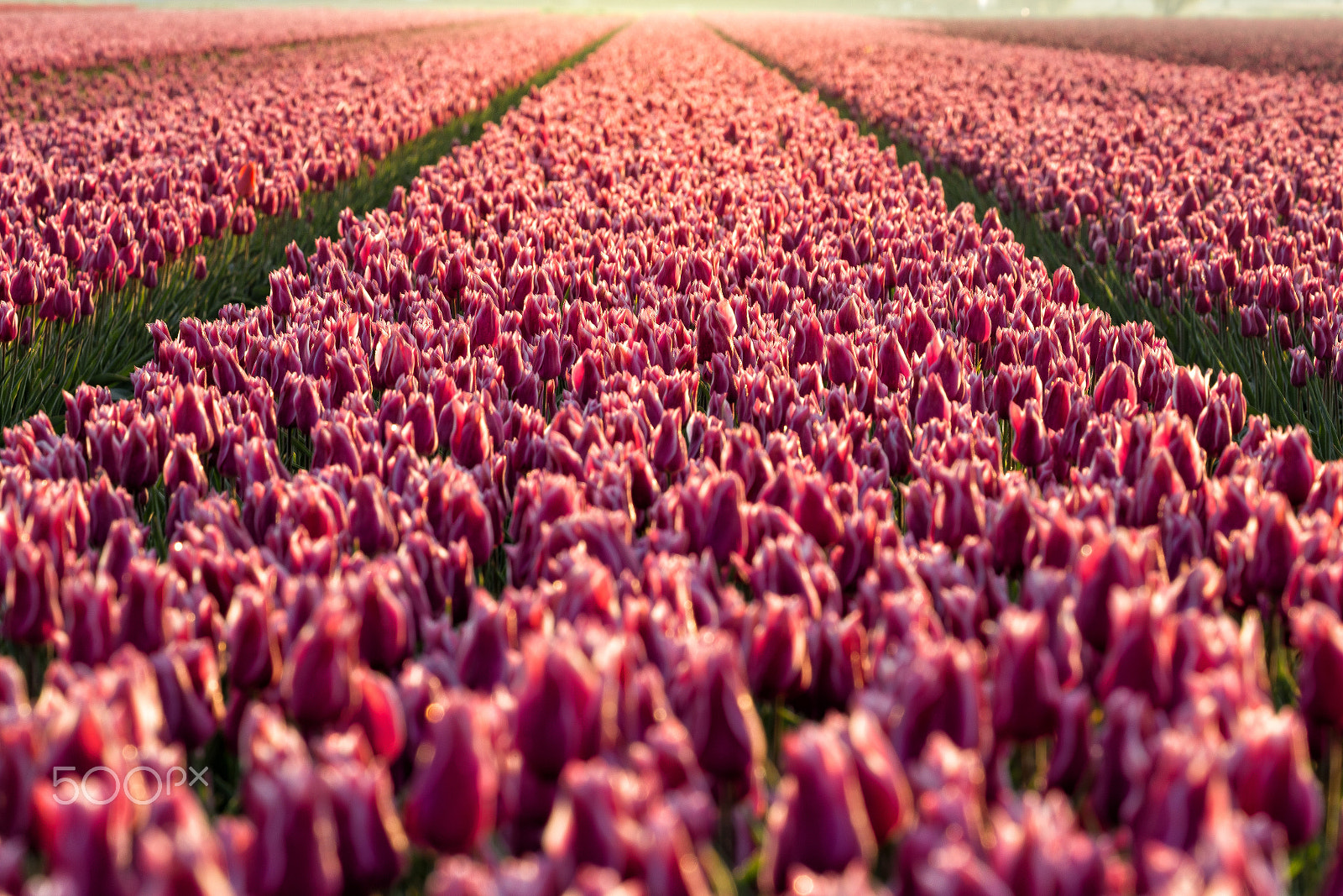 Canon EF 100-400mm F4.5-5.6L IS II USM sample photo. Tulip highway photography