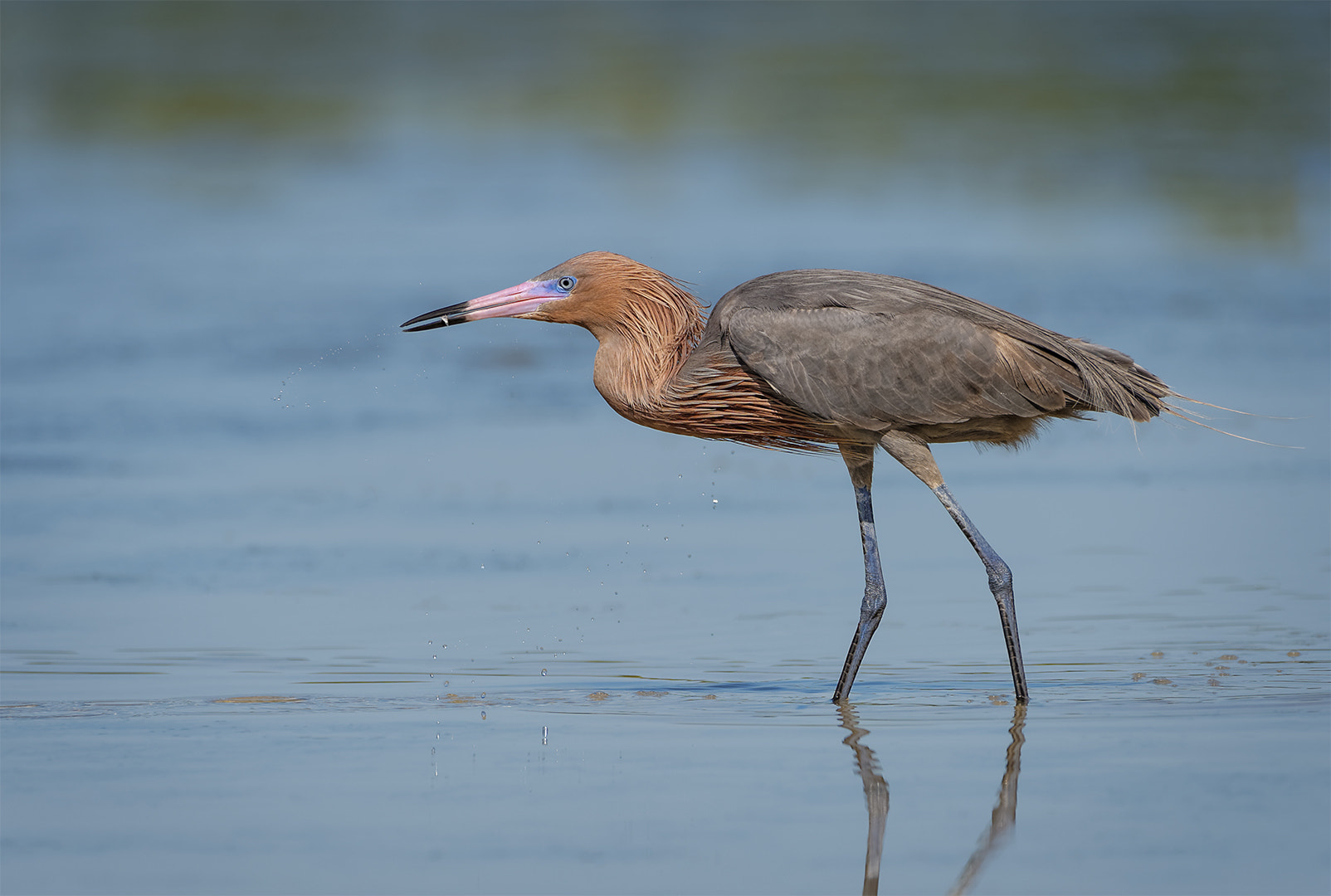 Nikon AF-S Nikkor 200-500mm F5.6E ED VR sample photo. Small reward photography
