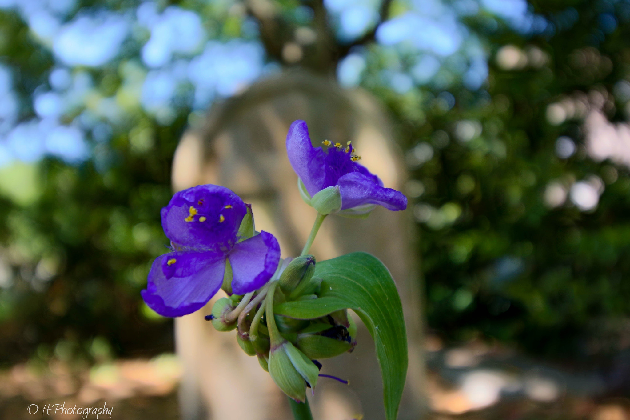 Canon EF-S 10-18mm F4.5–5.6 IS STM sample photo. Death's flower photography