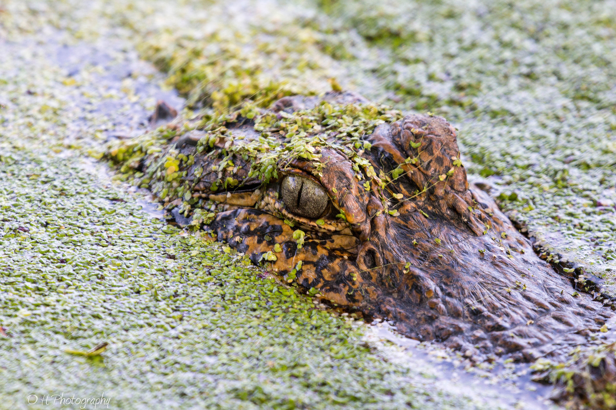 Canon EF 100-400mm F4.5-5.6L IS II USM sample photo. Watchful eye photography