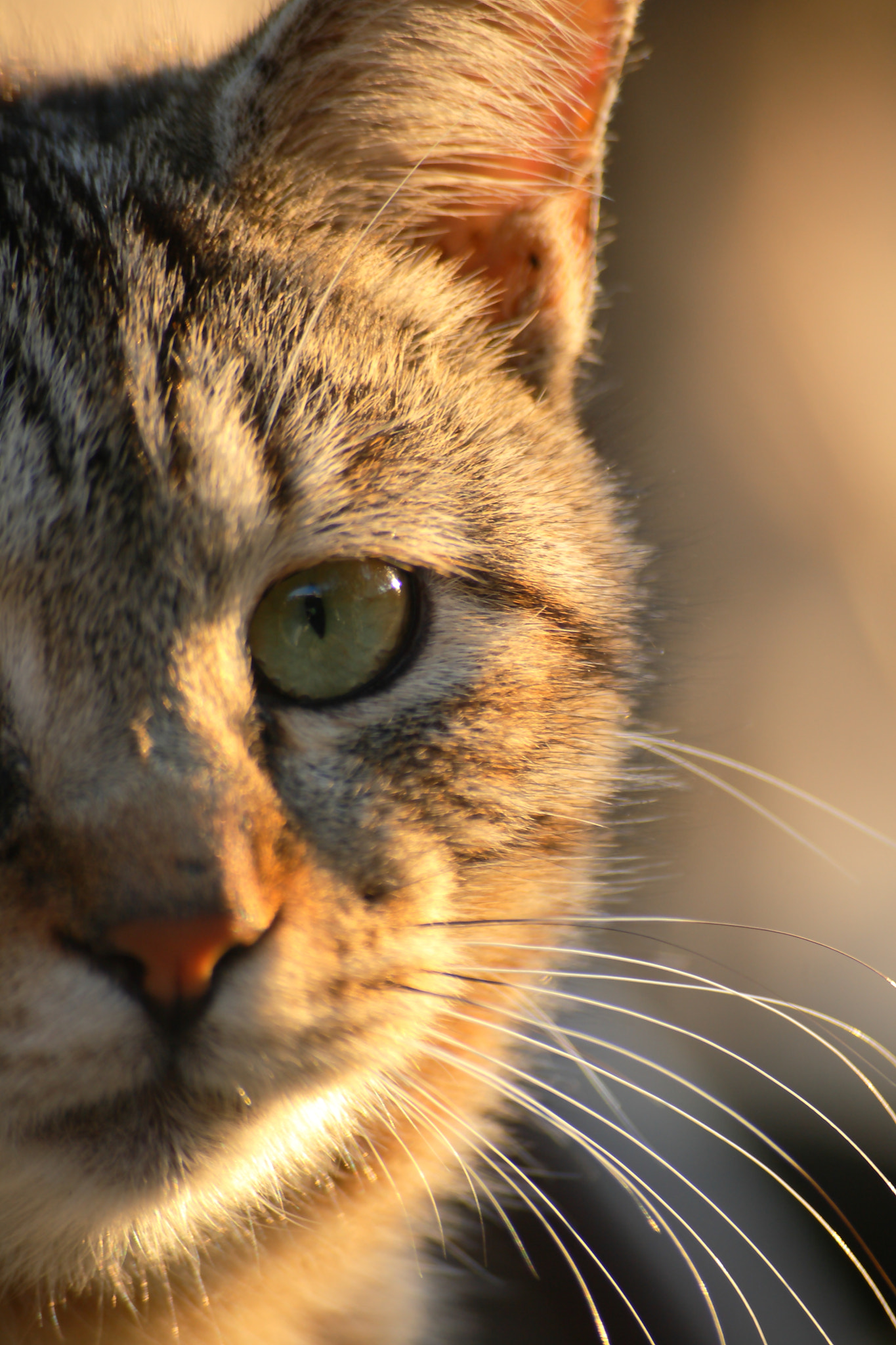 Sigma 55-200mm f/4-5.6 DC sample photo. Eye photography