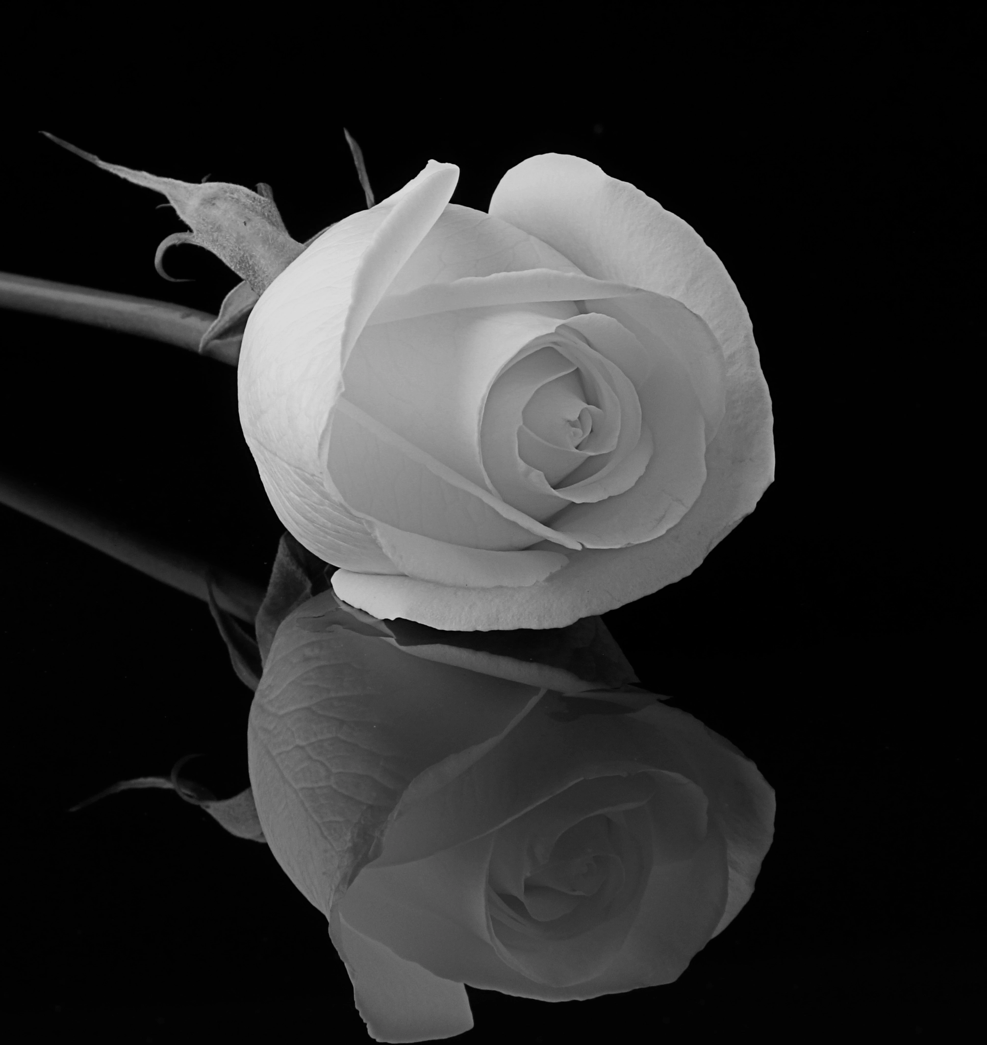 Canon EF-S 18-135mm F3.5-5.6 IS sample photo. White rose photography