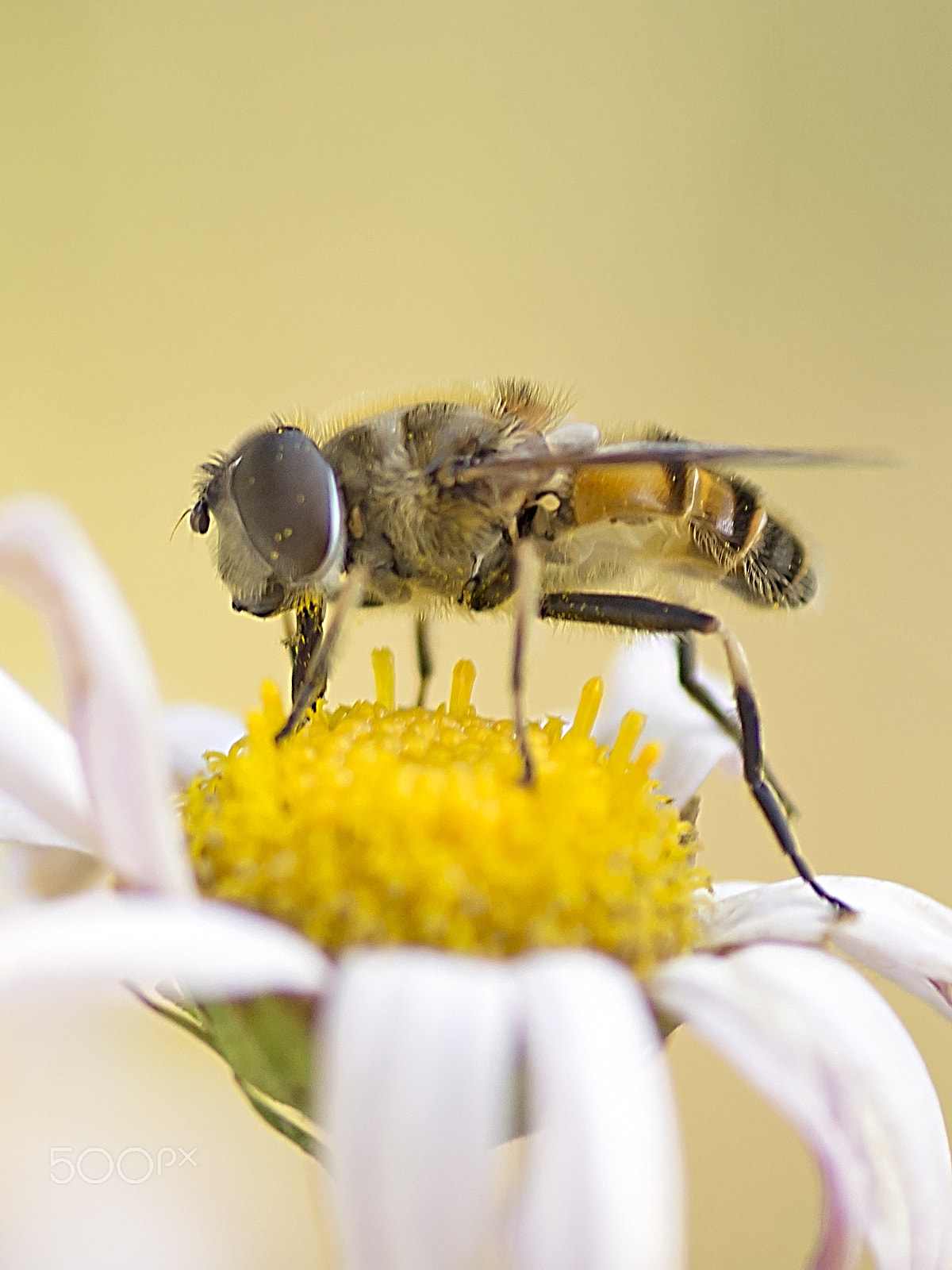 Tamron SP AF 90mm F2.8 Di Macro sample photo. Diptera photography