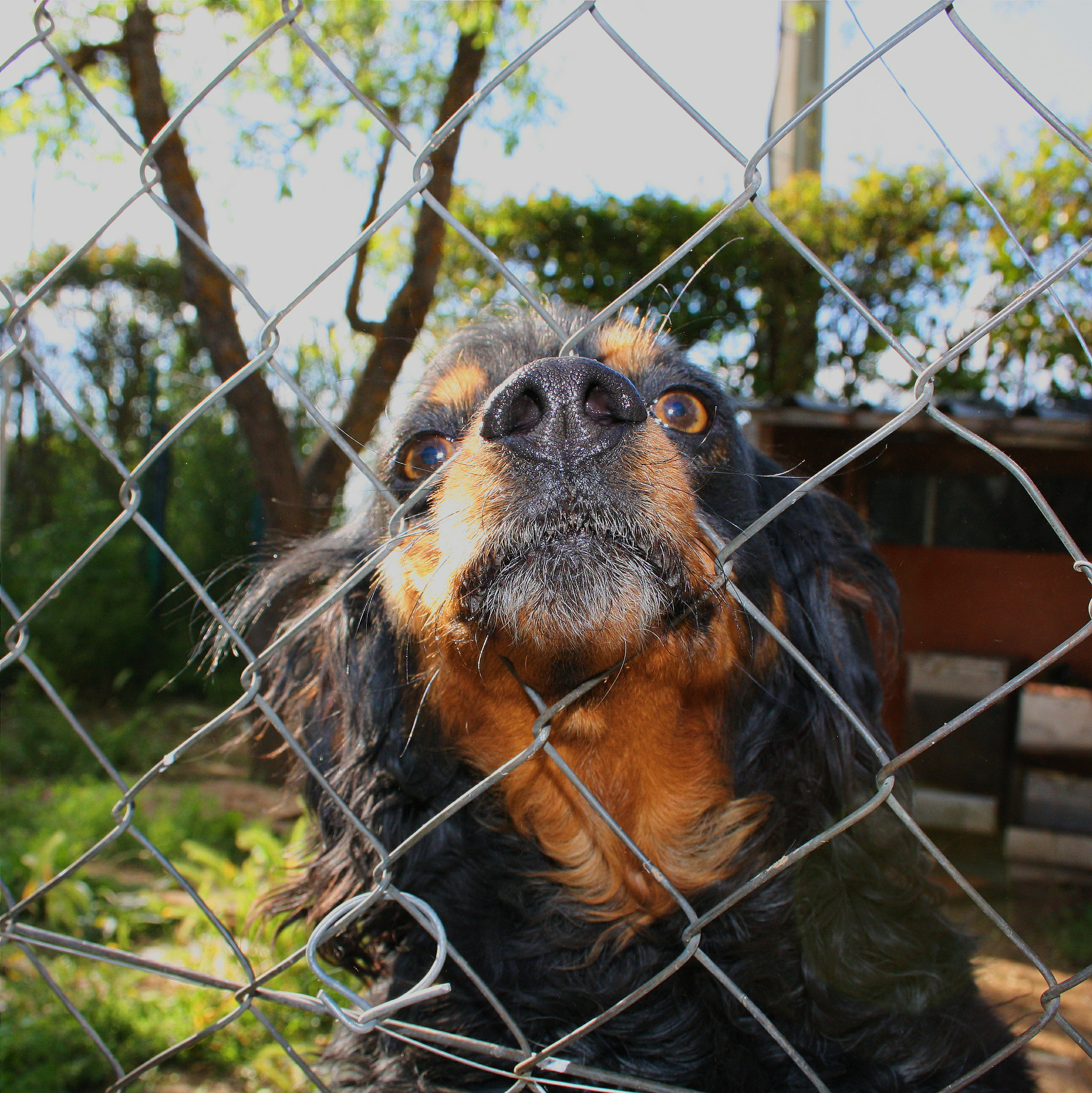 Canon EF 90-300mm F4.5-5.6 sample photo. Dog photography
