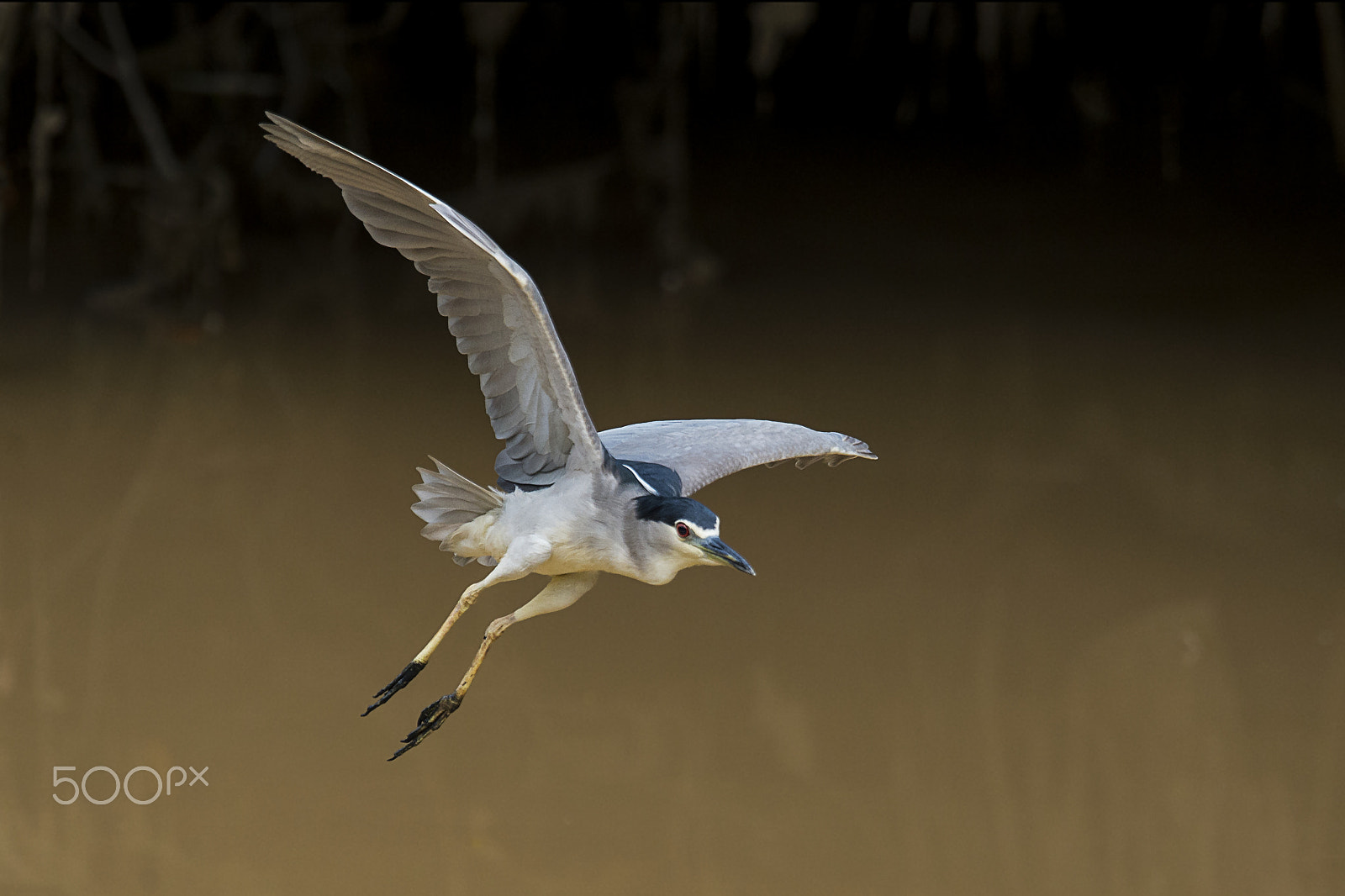 Nikon AF-S Nikkor 400mm F2.8G ED VR II sample photo. Black crowned night heron photography