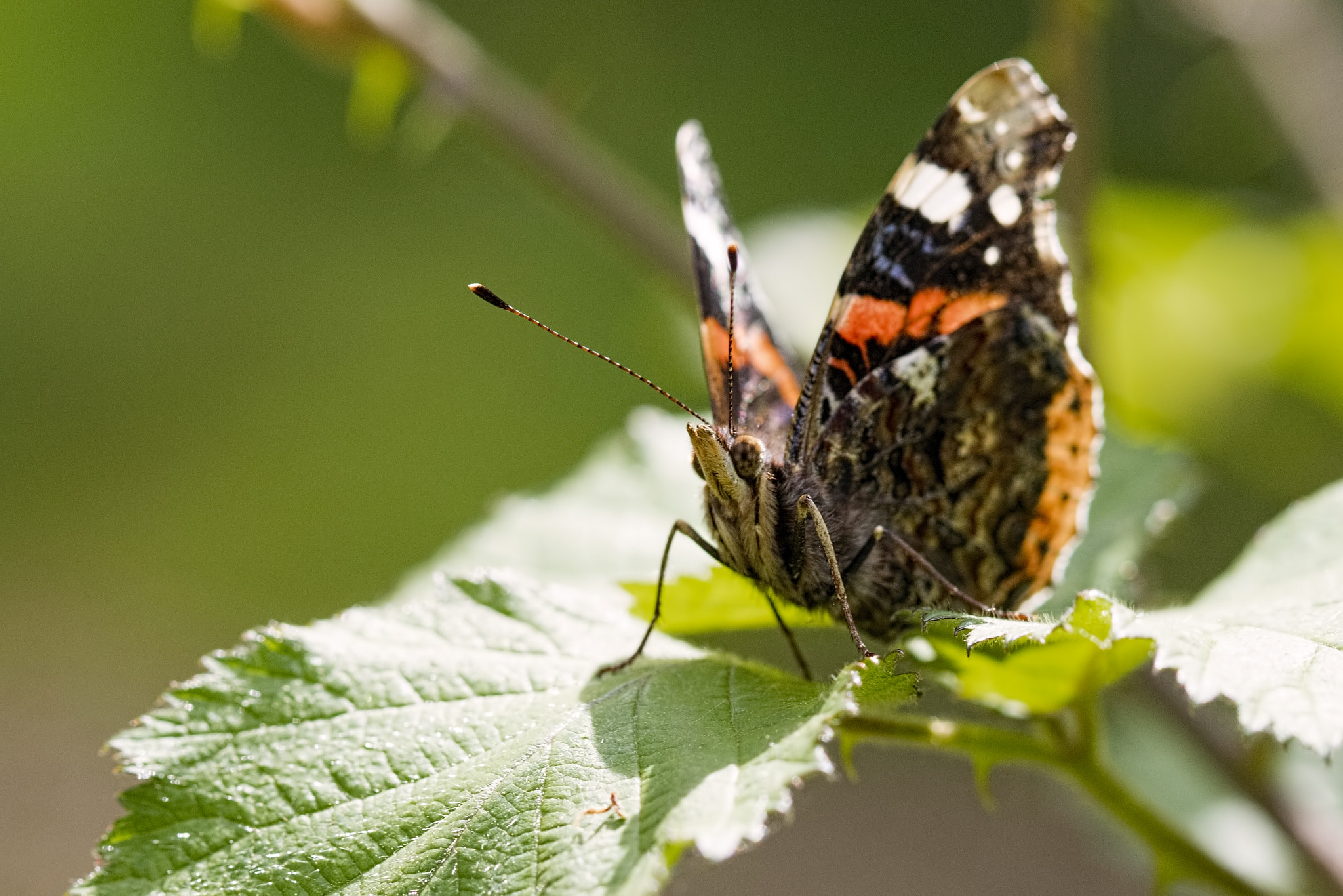 Canon EF 100mm F2.8 Macro USM sample photo. Red admiral photography