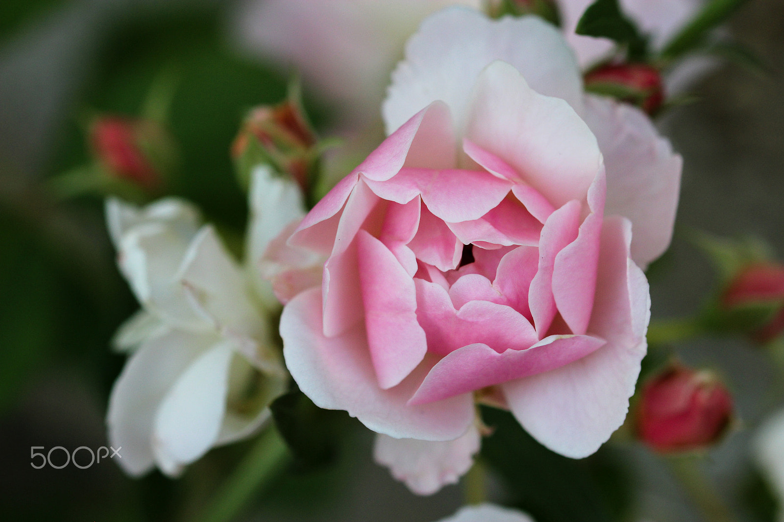 Sigma 105mm F2.8 EX DG OS HSM sample photo. Hexagon photography