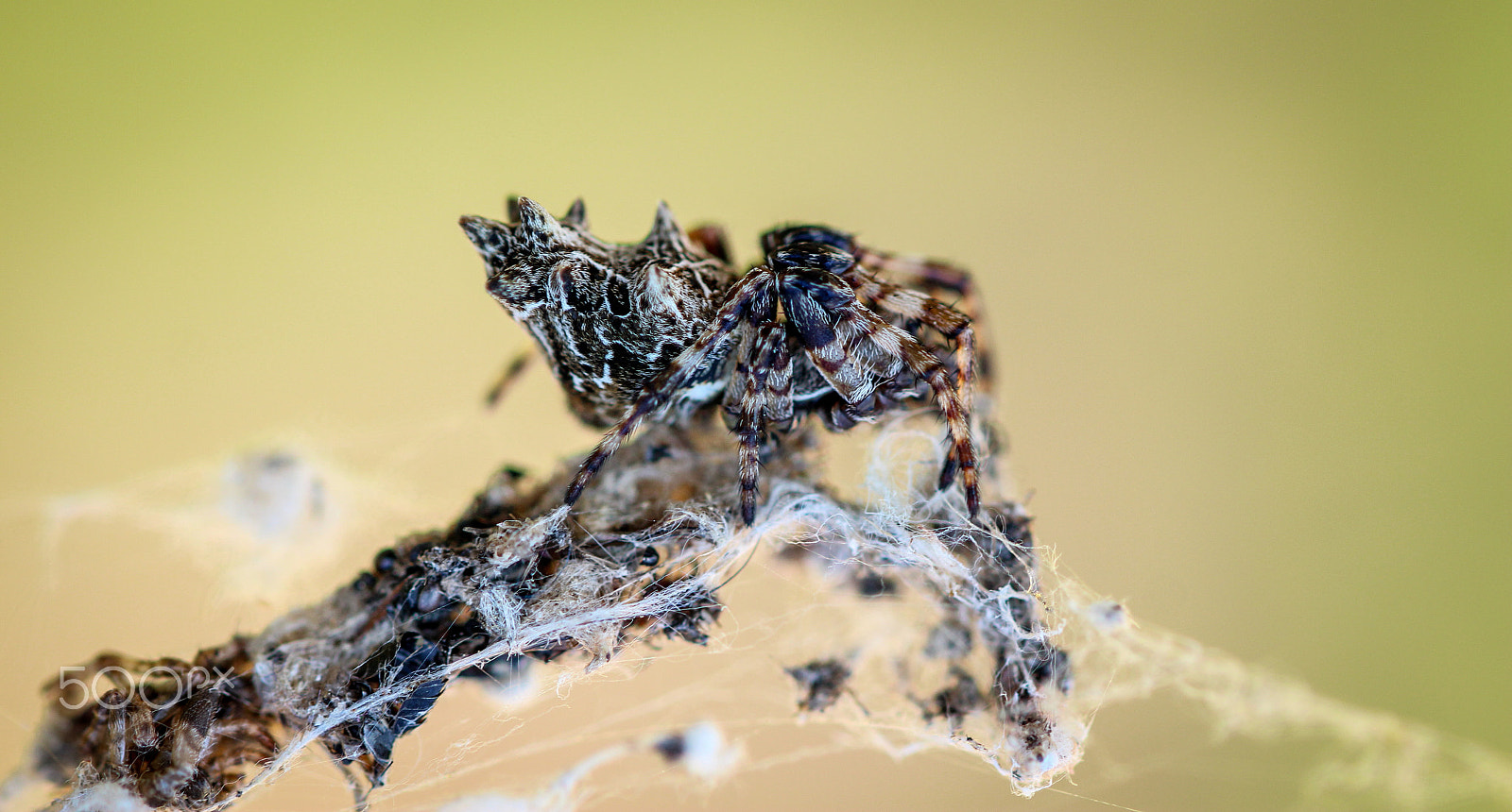 Sigma 105mm F2.8 EX DG OS HSM sample photo. Lord of the mountain photography