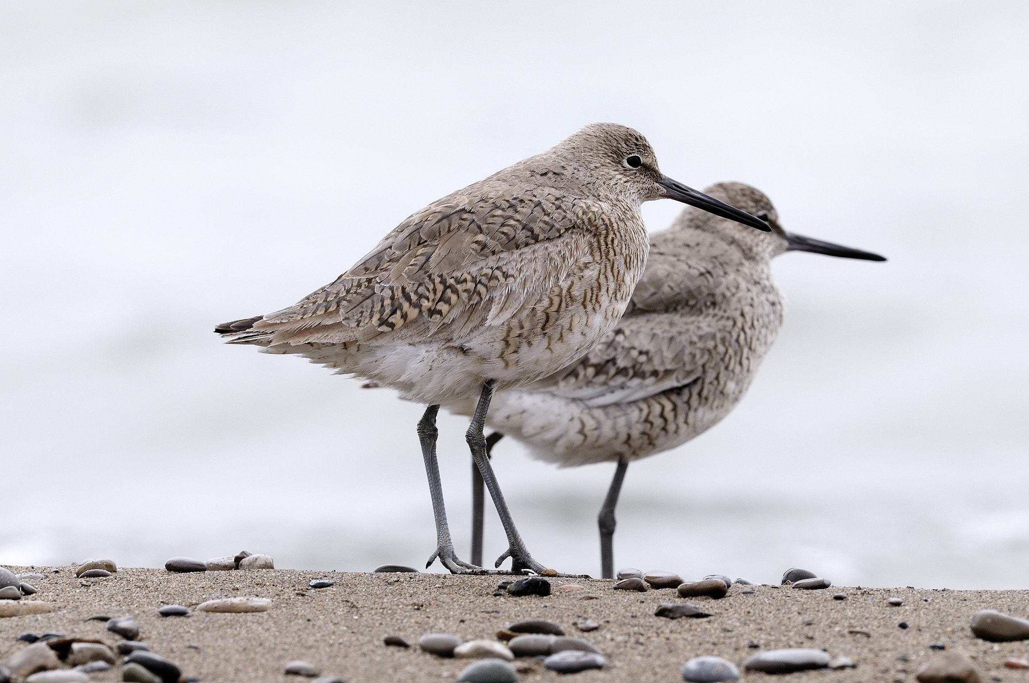 Nikon D300S + Nikon AF-S Nikkor 500mm F4G ED VR sample photo. Chevalier semipalmé tringa semipalmata willet cld photography