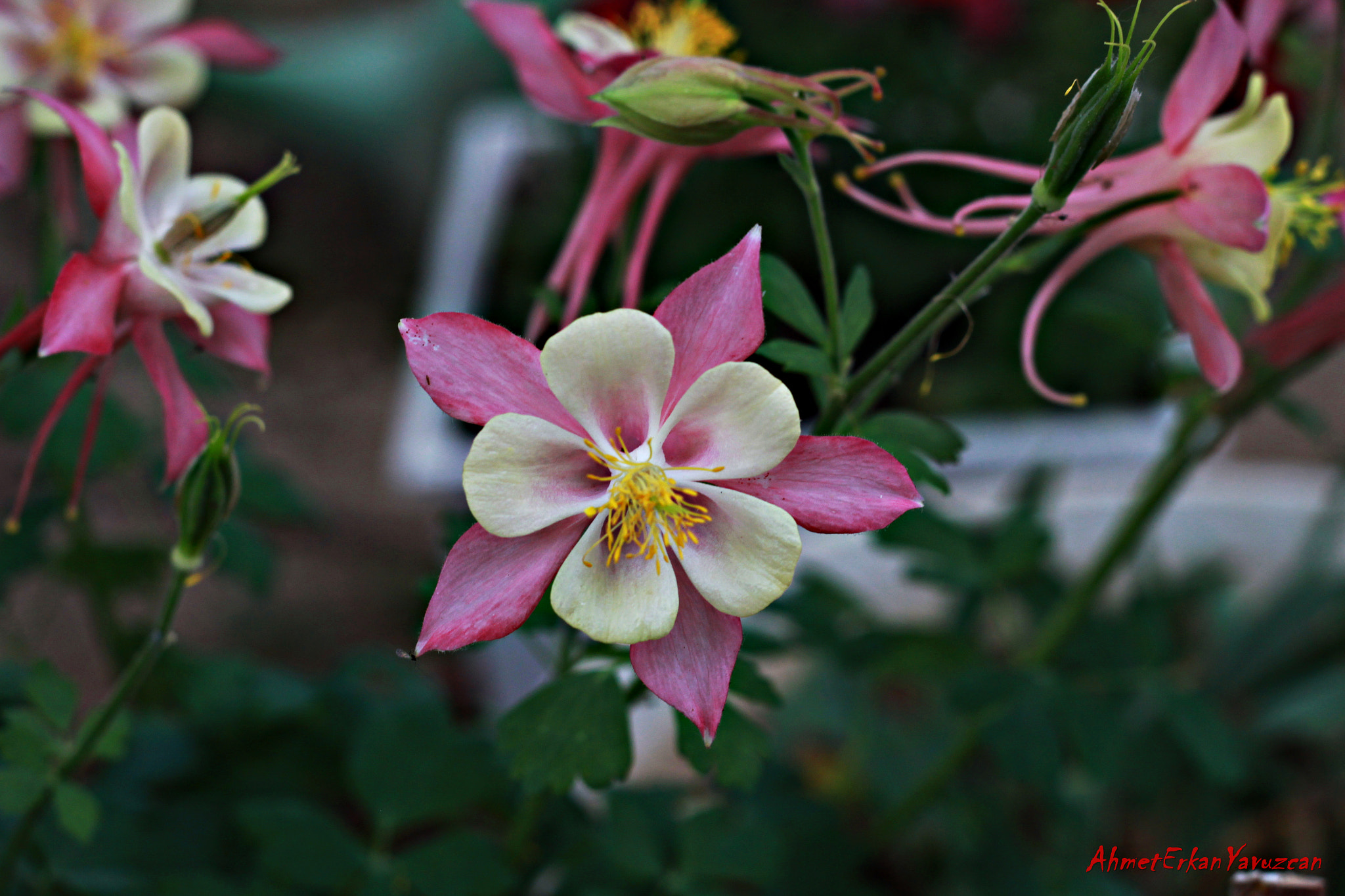 Canon EOS 500D (EOS Rebel T1i / EOS Kiss X3) + Canon EF 50mm F1.8 II sample photo. Fuchsia - küpe çiçeği photography